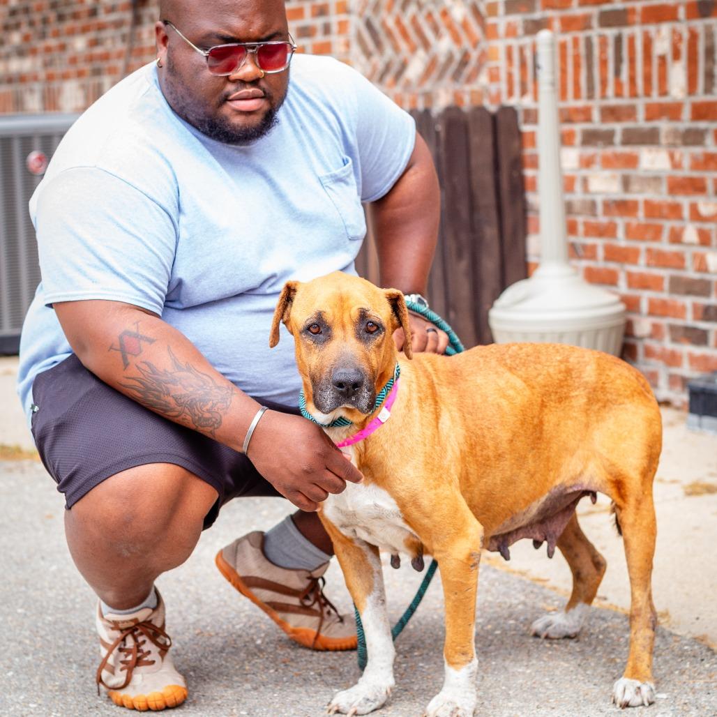 Enlarge Madame Sweets, a Adoptable mixed breed in Hattiesburg, MS image 2/2