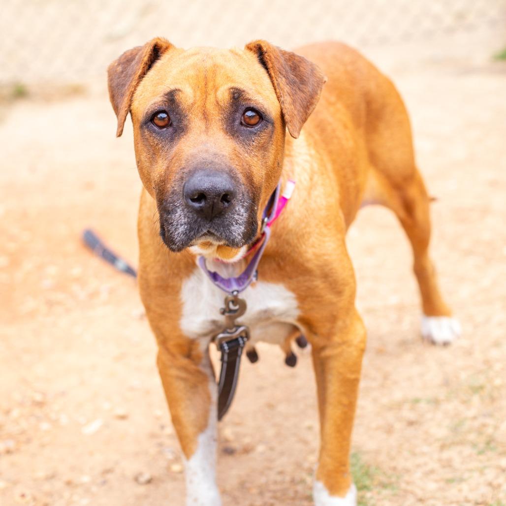 Enlarge Madame Sweets, a Adoptable mixed breed in Hattiesburg, MS image 3/3