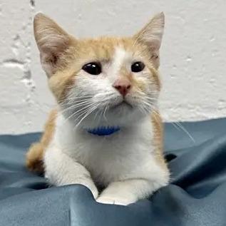 Enlarge Buck, a Adoptable Domestic Short Hair in Saint Louis, MO image 1/1