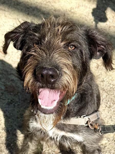 Enlarge Frankie - AVAILABLE TO FOSTER OR ADOPT, an adoptable mixed breed in Clayton, NC image 1/5