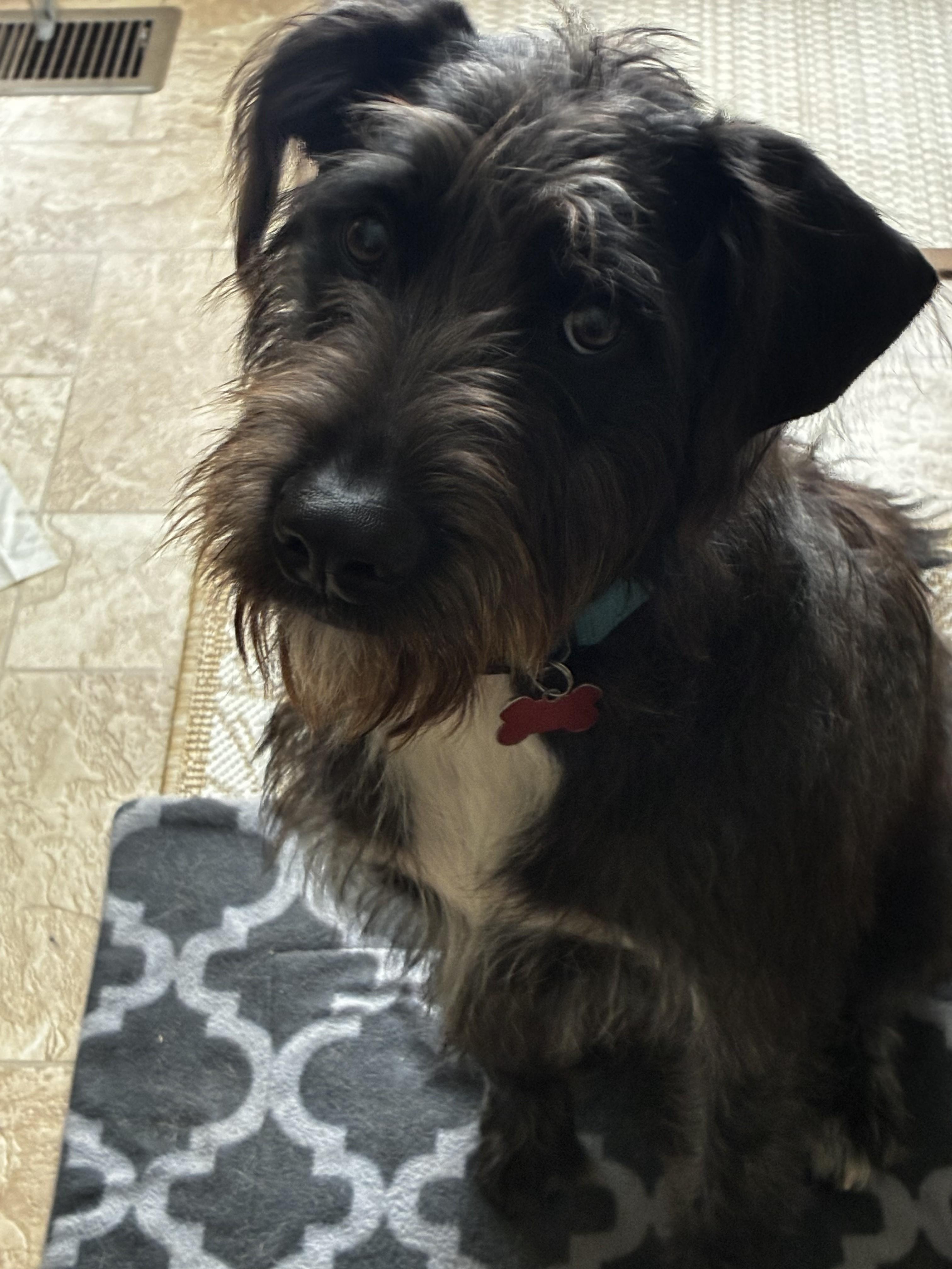 Frankie - AVAILABLE TO FOSTER OR ADOPT, an adoptable mixed breed in Clayton, NC image 2/5