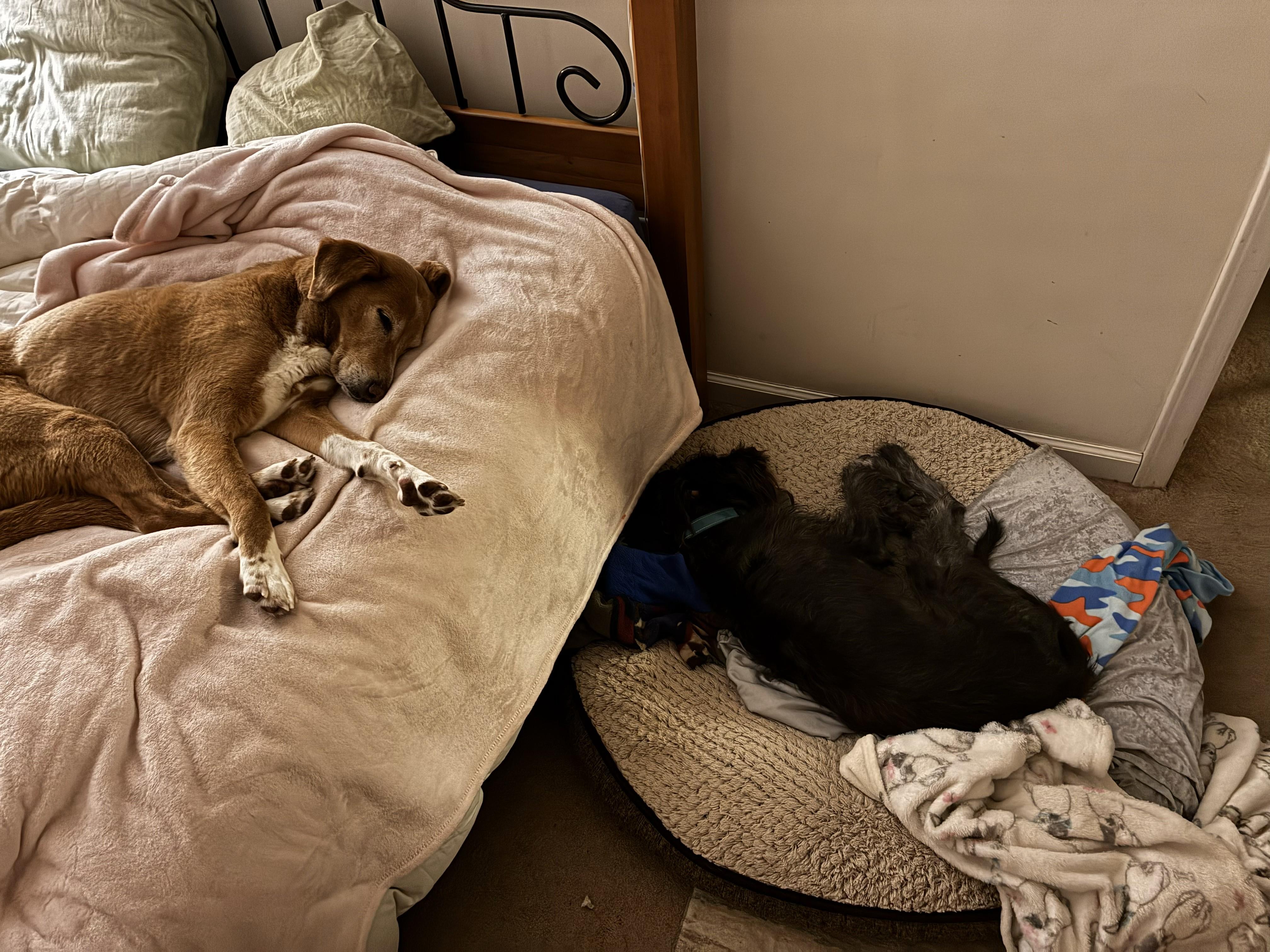 Frankie - AVAILABLE TO FOSTER OR ADOPT, an adoptable mixed breed in Clayton, NC image 5/5