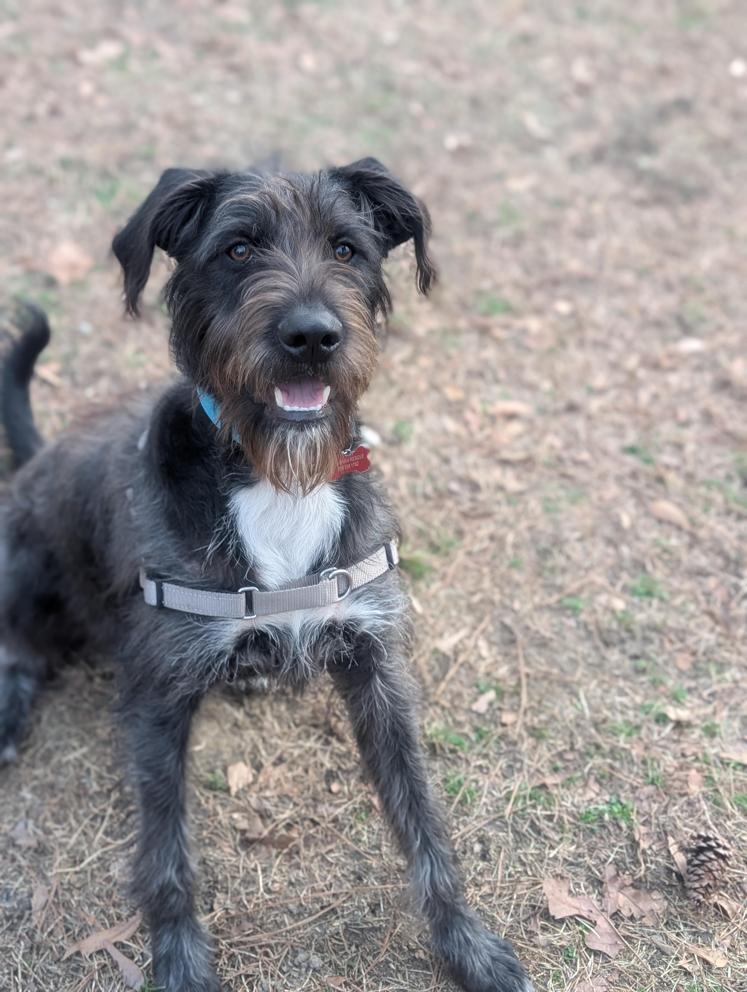 Frankie - AVAILABLE TO FOSTER OR ADOPT, adoptable, Young Male Irish Wolfhound.