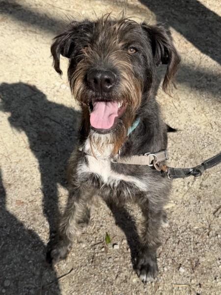 Enlarge Frankie - AVAILABLE TO FOSTER OR ADOPT, an adoptable mixed breed in Clayton, NC image 3/5