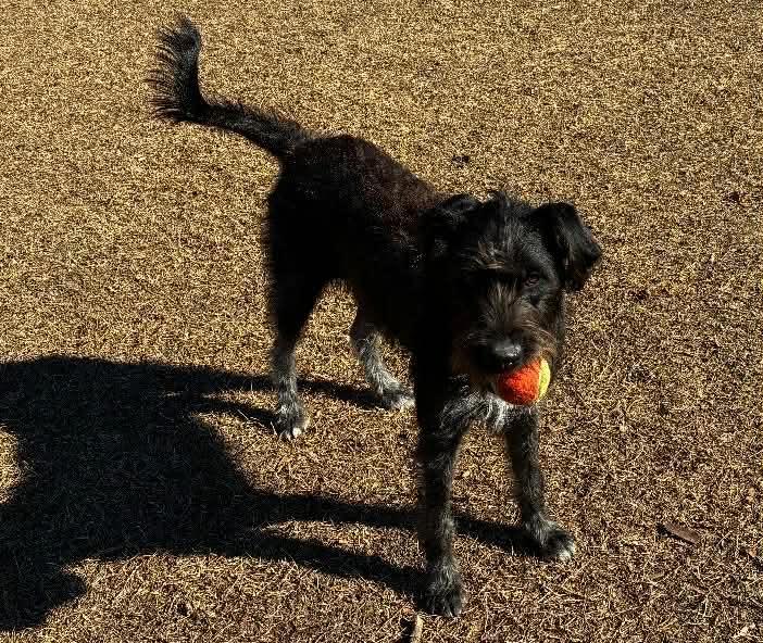 Frankie - AVAILABLE TO FOSTER OR ADOPT, an adoptable mixed breed in Clayton, NC image 4/5