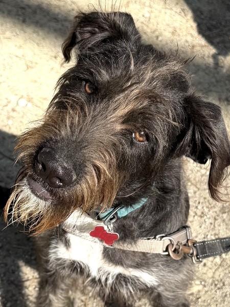 Enlarge Frankie - AVAILABLE TO FOSTER OR ADOPT, an adoptable mixed breed in Clayton, NC image 2/5