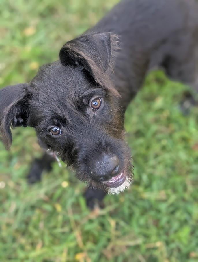 Frankie