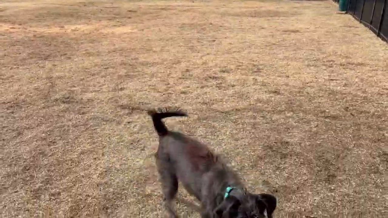 Enlarge Frankie - AVAILABLE TO FOSTER OR ADOPT, an adoptable mixed breed in Clayton, NC video 3/5