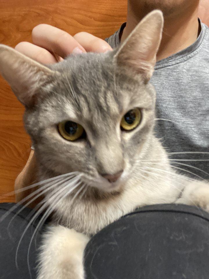 RAVEN REYES, a Adoptable mixed breed in Murrieta, CA image 2/6