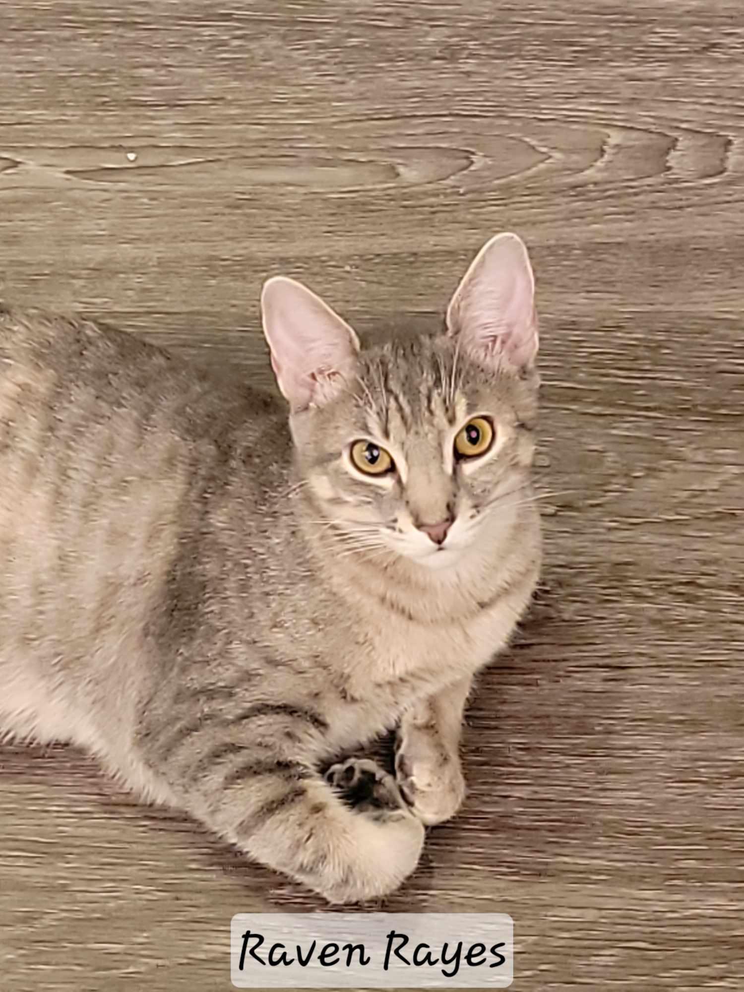 RAVEN REYES, a Adoptable mixed breed in Murrieta, CA image 4/6