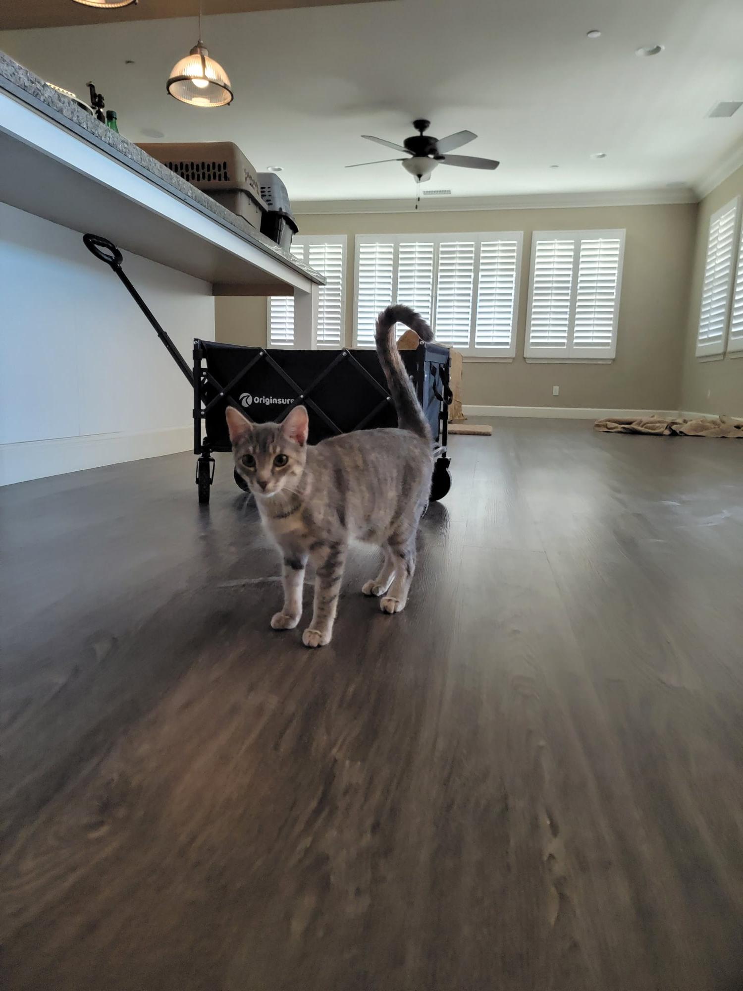 RAVEN REYES, a Adoptable mixed breed in Murrieta, CA image 6/6