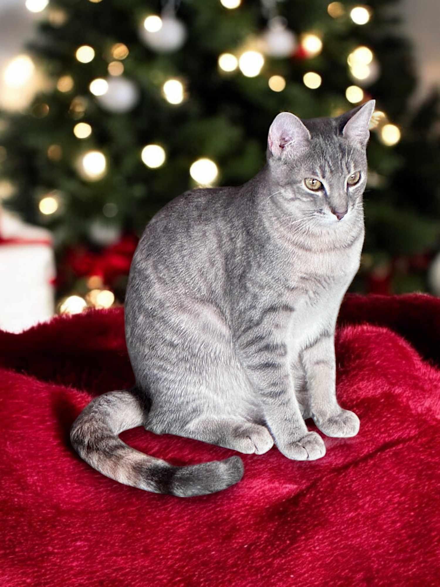 RAVEN REYES, a Adoptable mixed breed in Murrieta, CA image 3/6