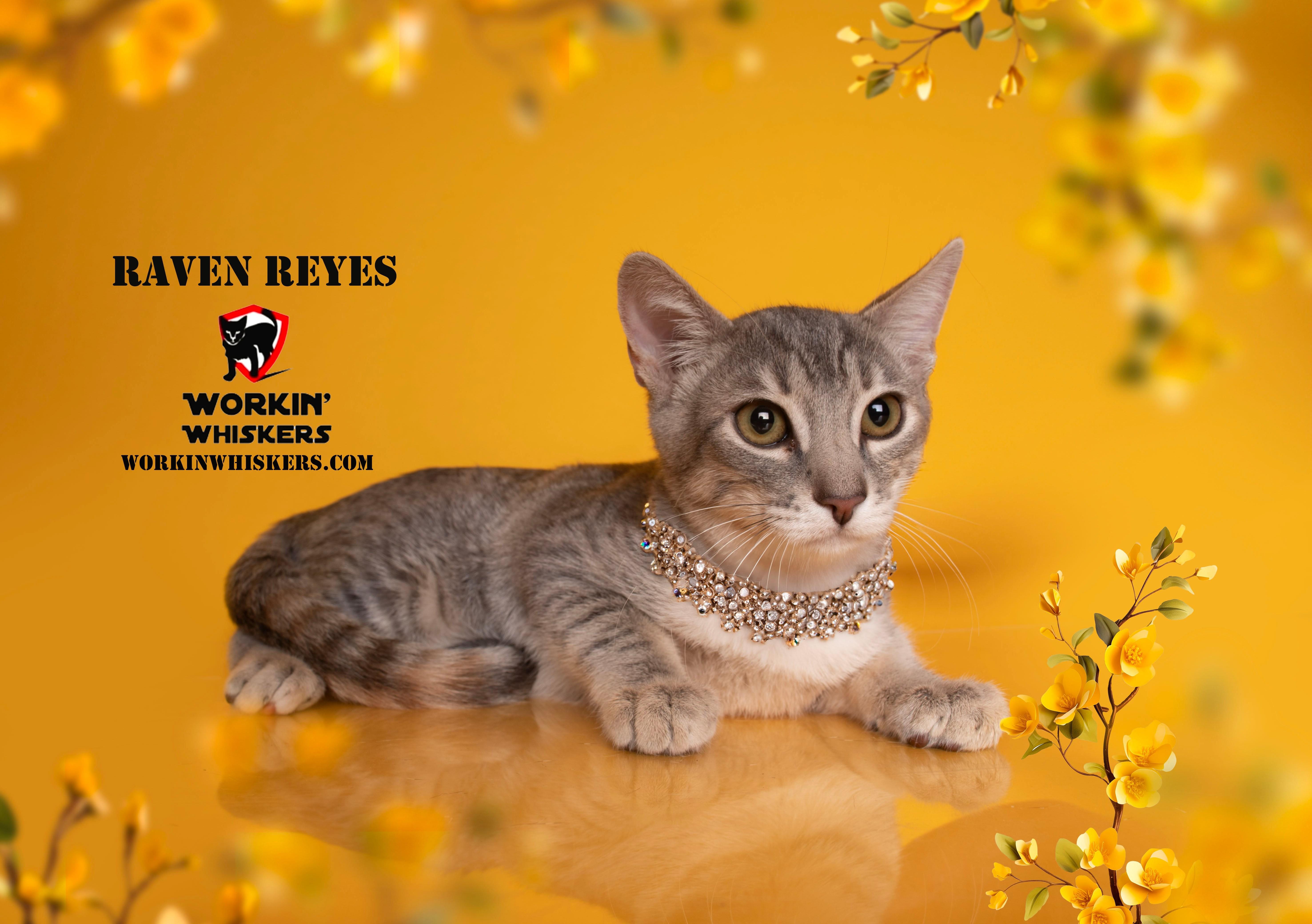 RAVEN REYES, a Adoptable mixed breed in Murrieta, CA image 5/6