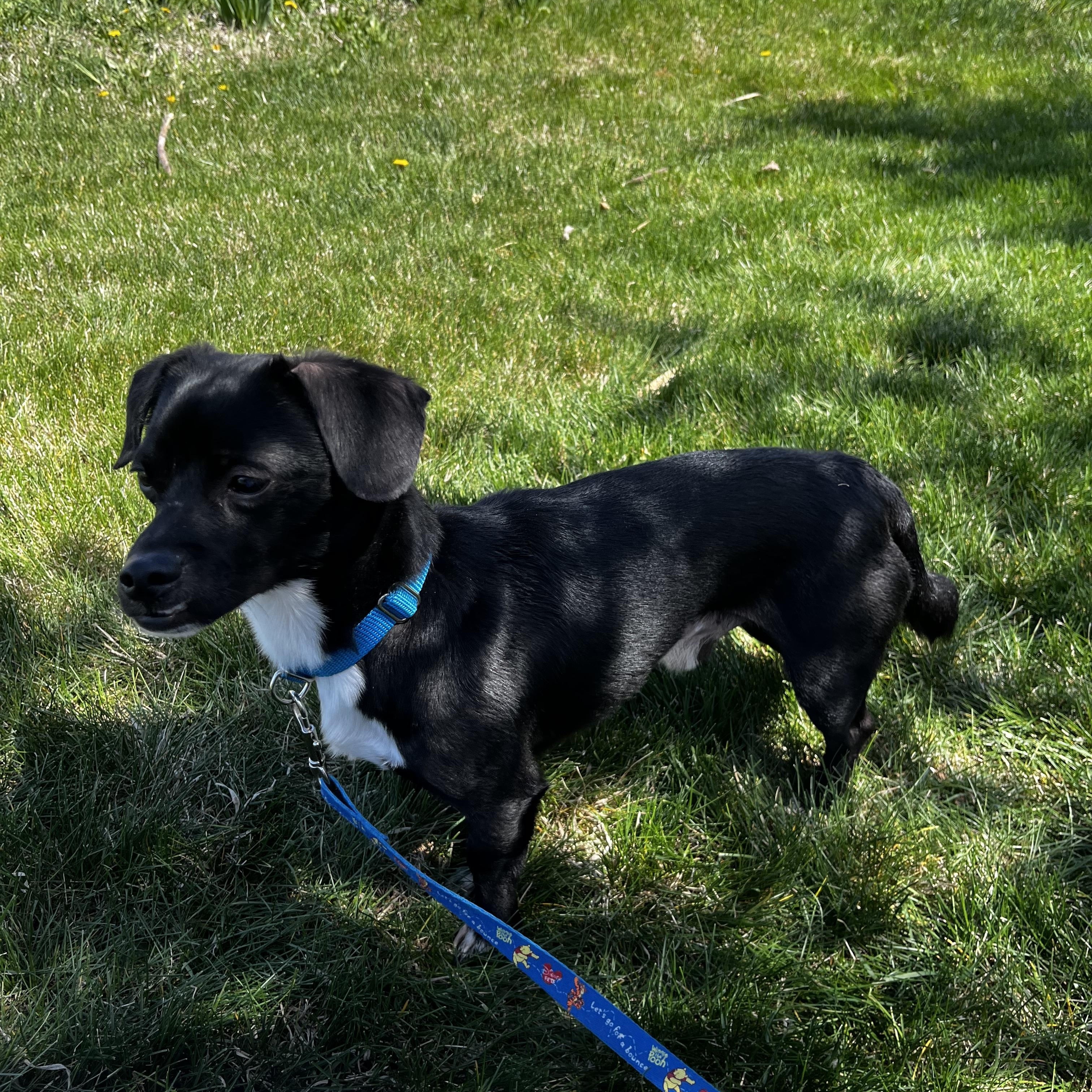 Jaques, a Adopted mixed breed in Willard, UT image 2/2