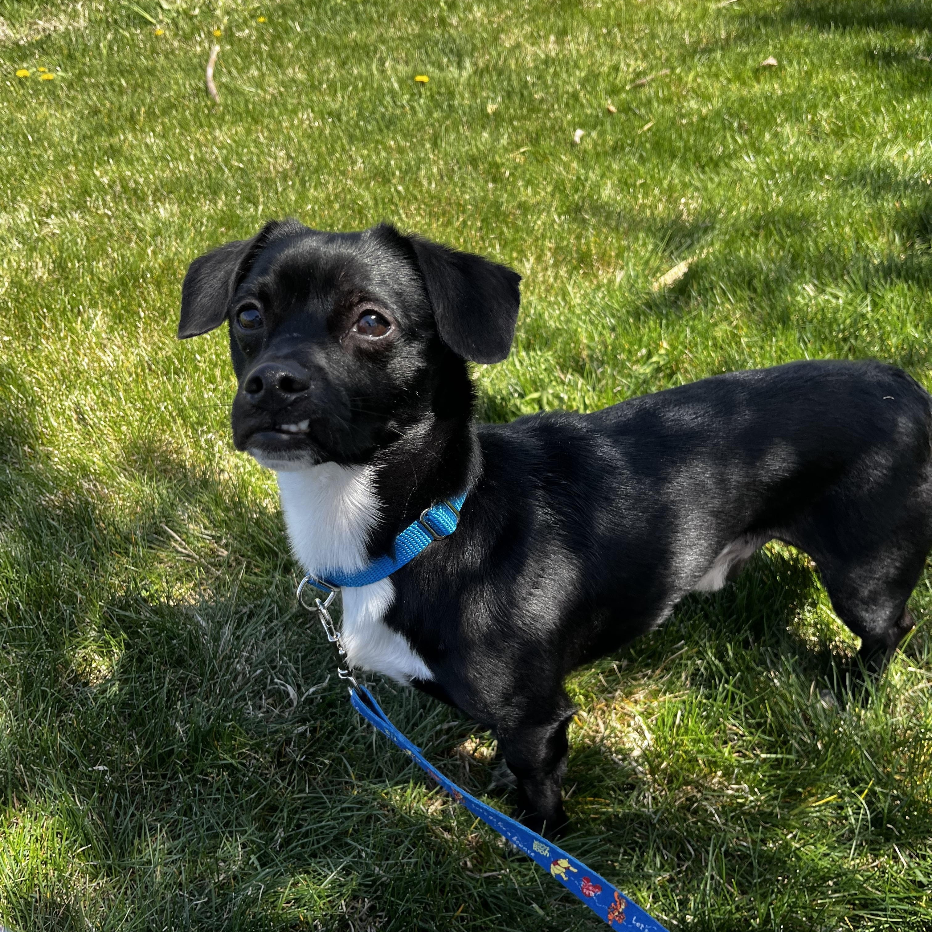 Jaques, a Adopted mixed breed in Willard, UT image 1/2