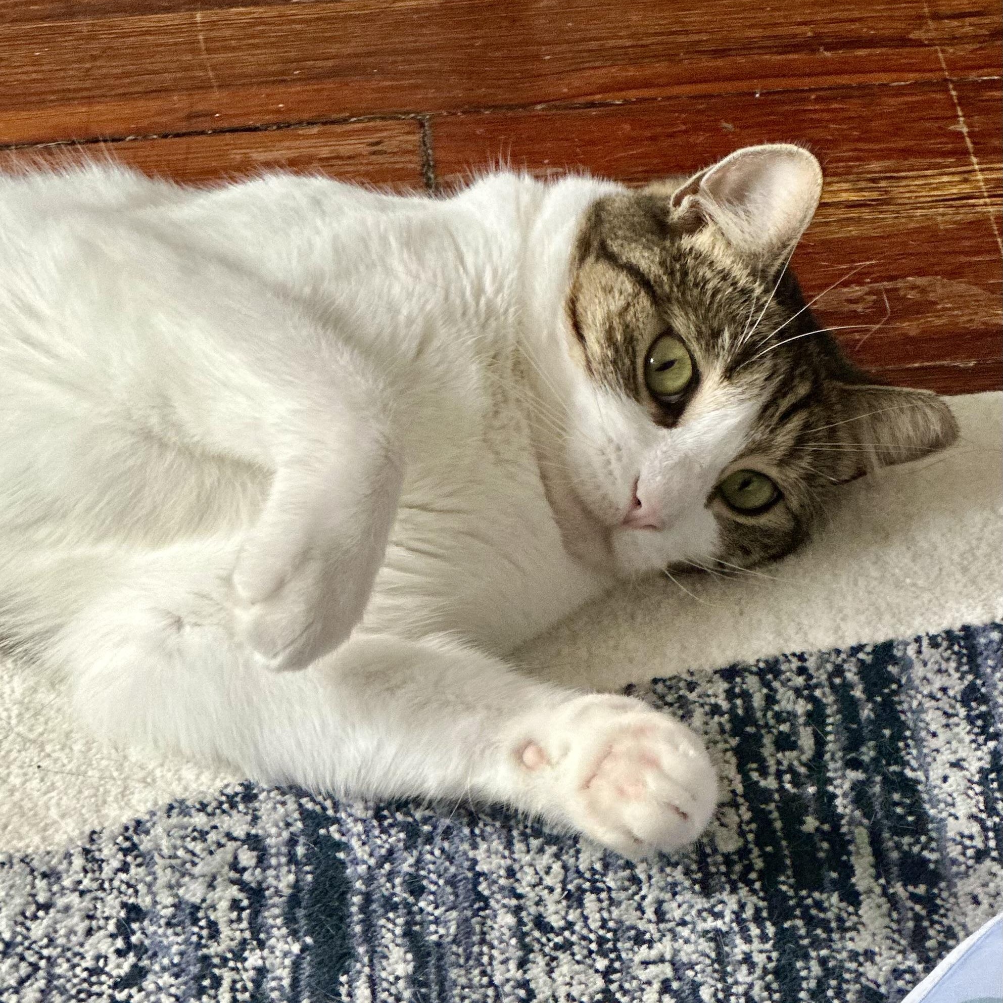 Gentle Soul, Playful Spirit – Meet Tippi, a Adoptable Domestic Short Hair in Cooperstown , NY image 2/6