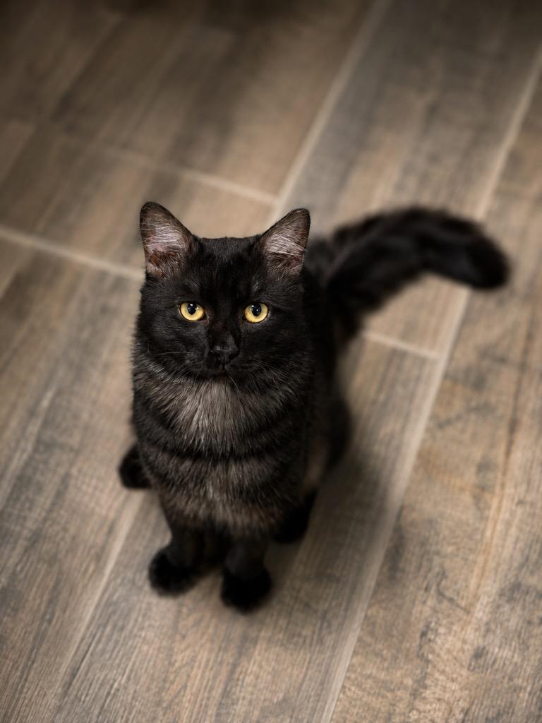 Pete Jr., Adopted, Adult Male Norwegian Forest Cat & Domestic Medium Hair.
