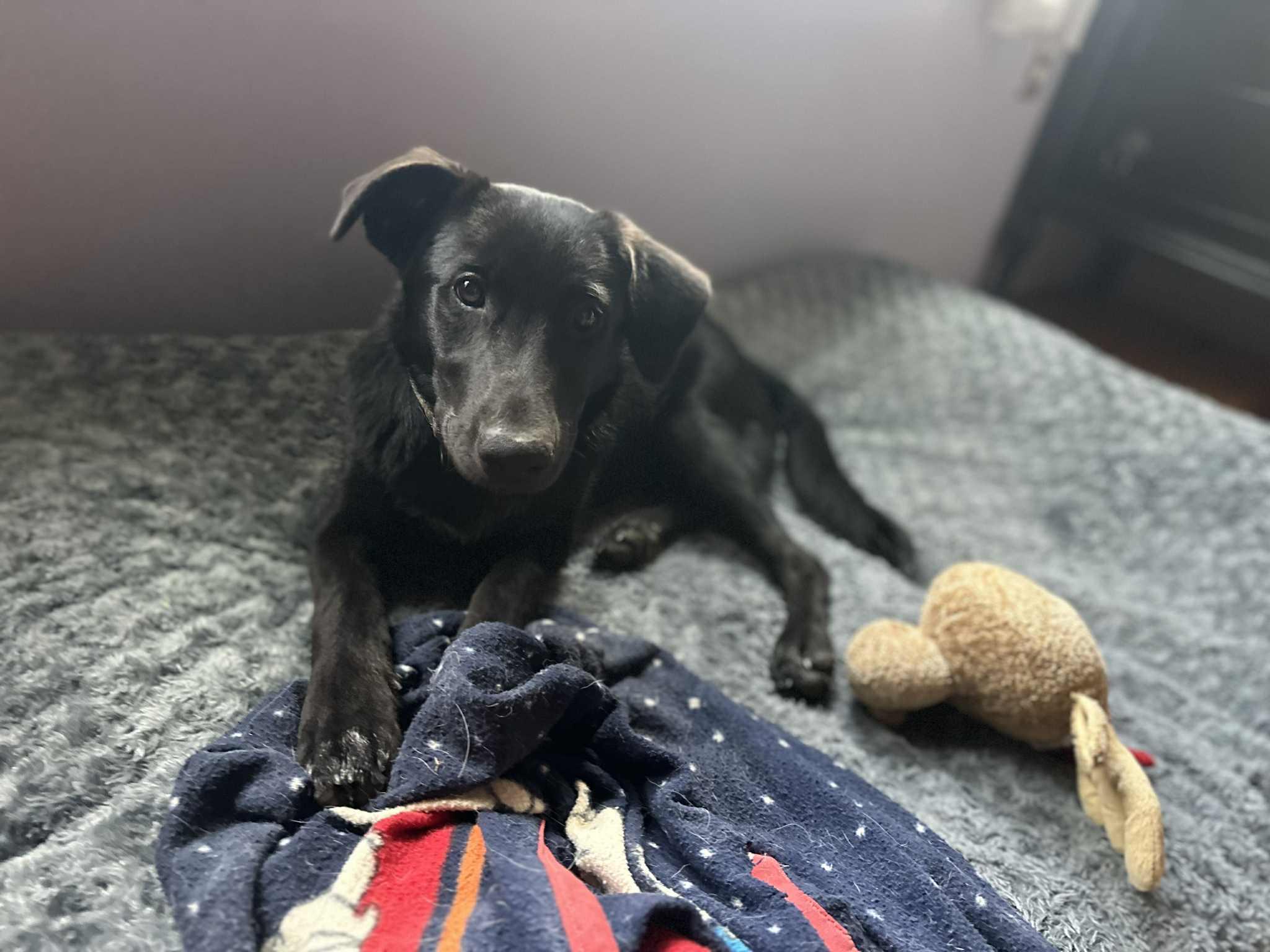 Enlarge Valerie, a Adoptable mixed breed in Bedminster, NJ image 3/6