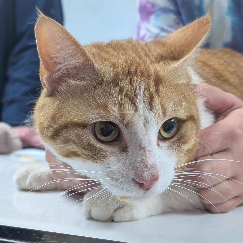 Cheeto, Adoptable, Adult Male Domestic Short Hair.