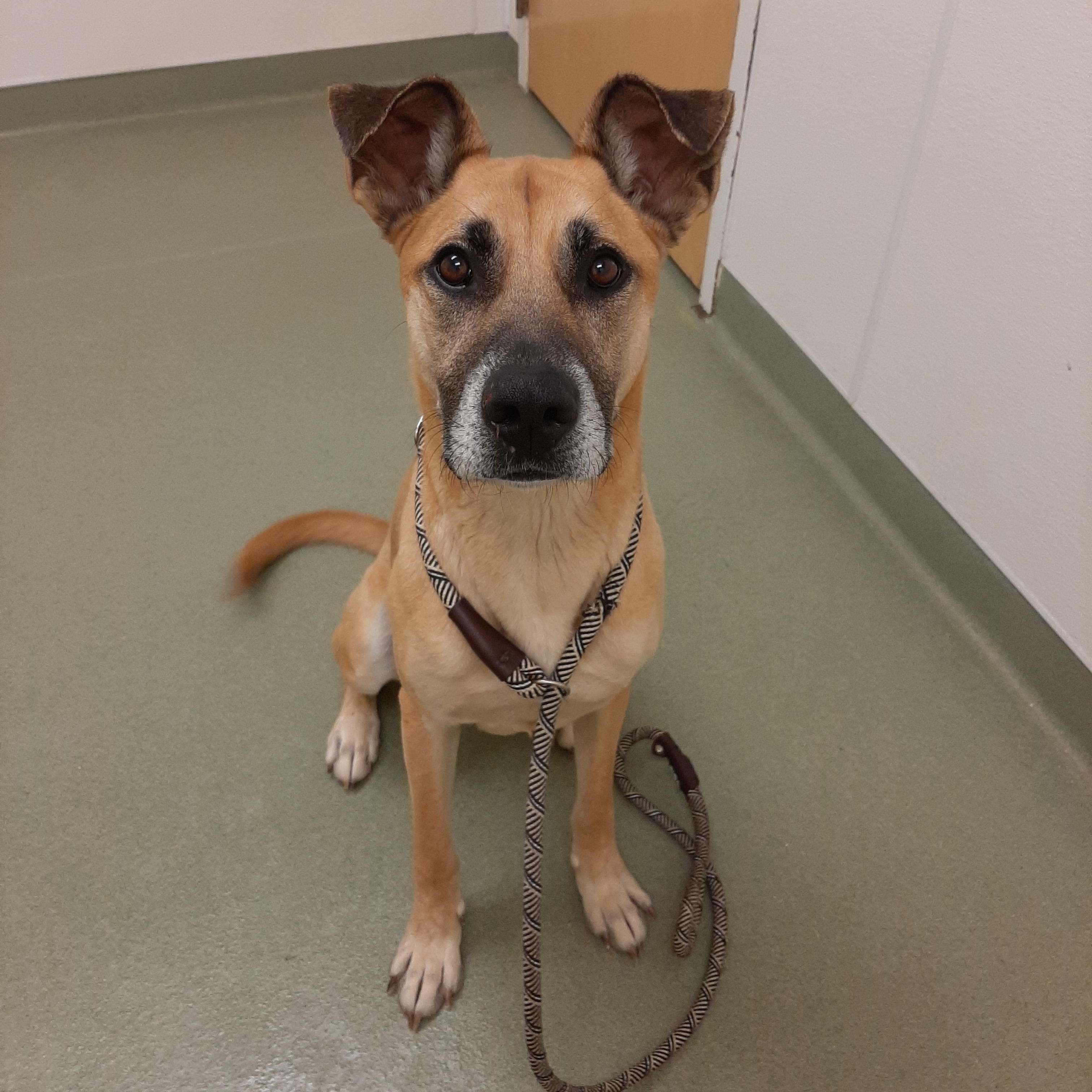 Enlarge Spyke, an adoptable mixed breed in Lake Odessa, MI image 2/4