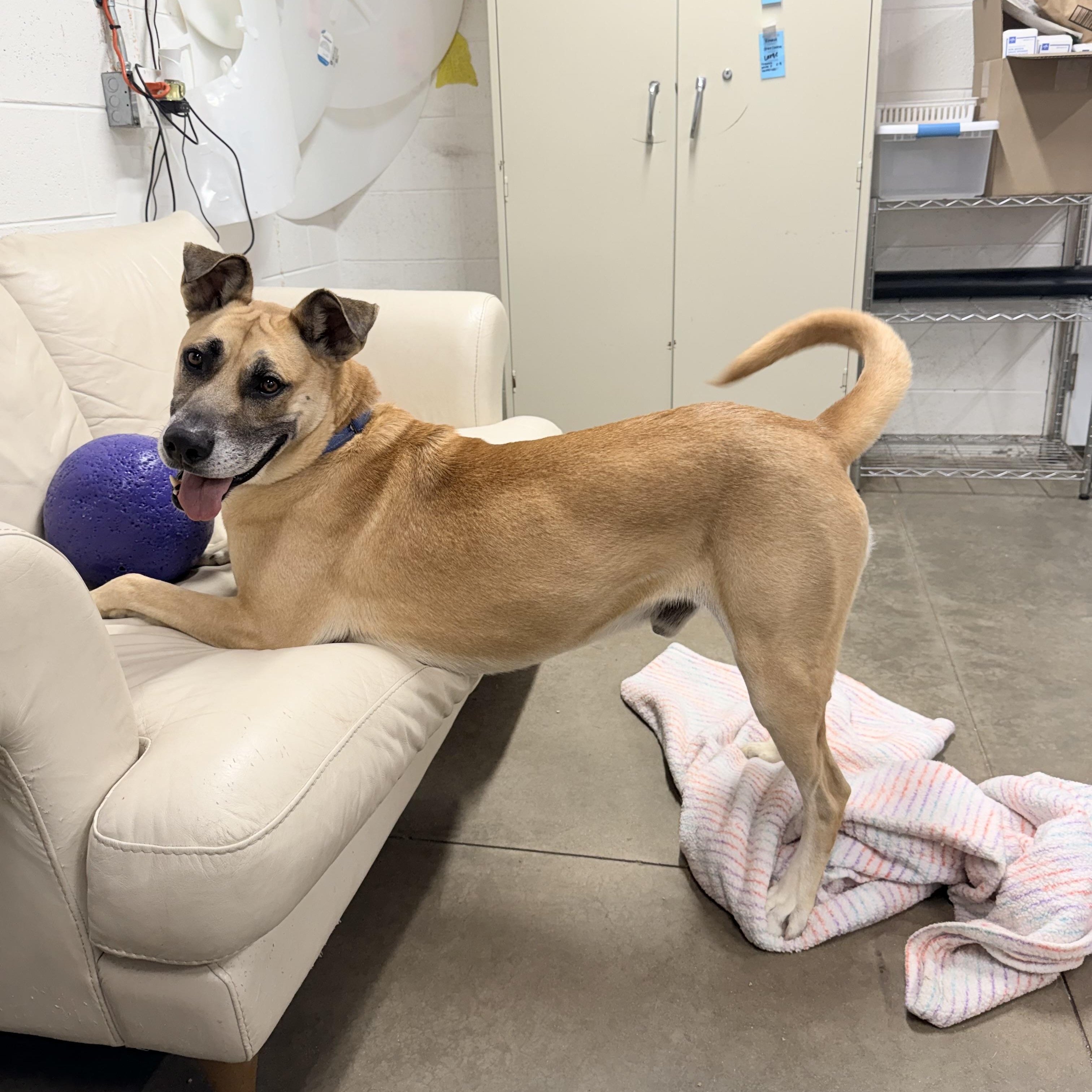 Spyke, an adoptable mixed breed in Lake Odessa, MI image 3/6