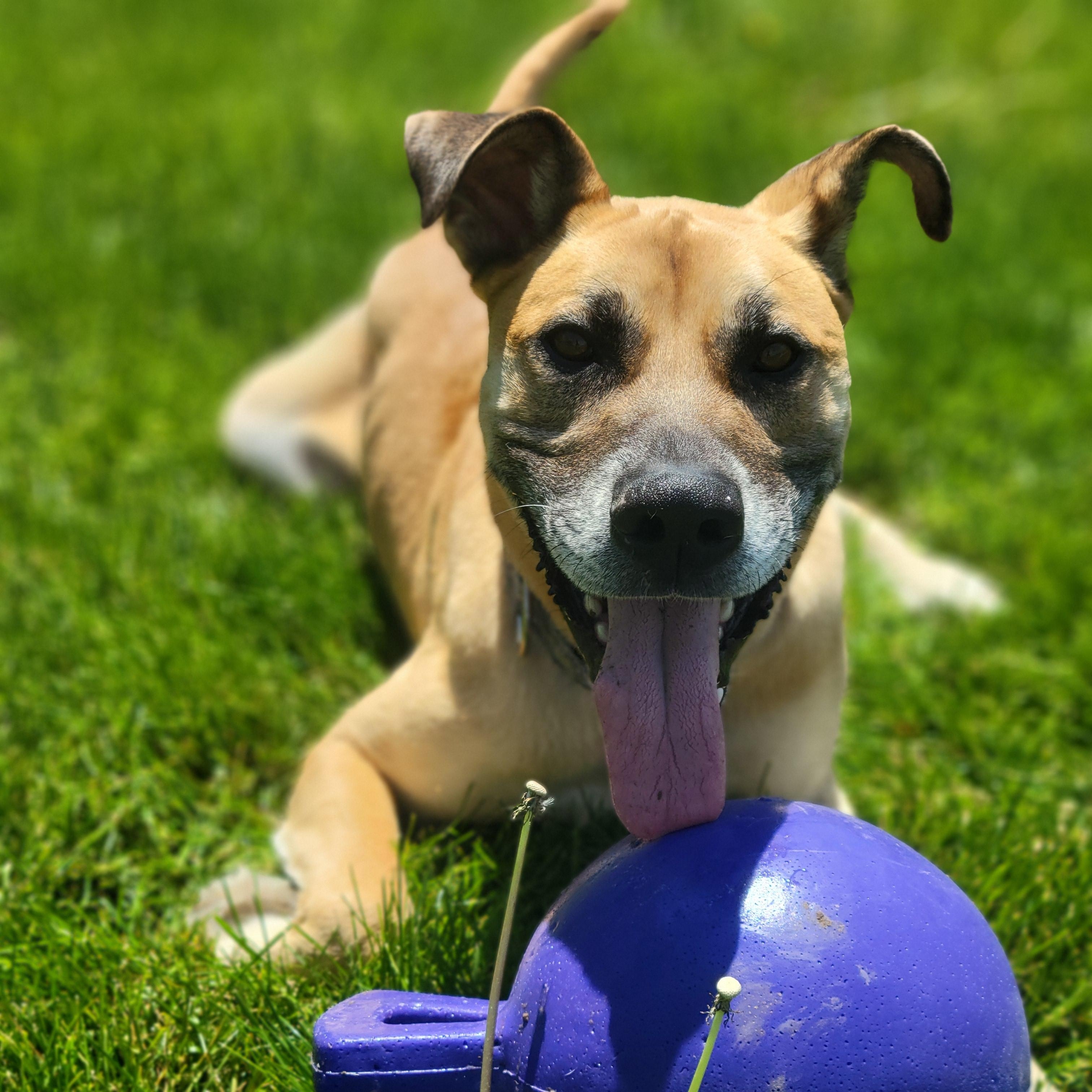 Enlarge Spyke, an adoptable mixed breed in Lake Odessa, MI image 1/4
