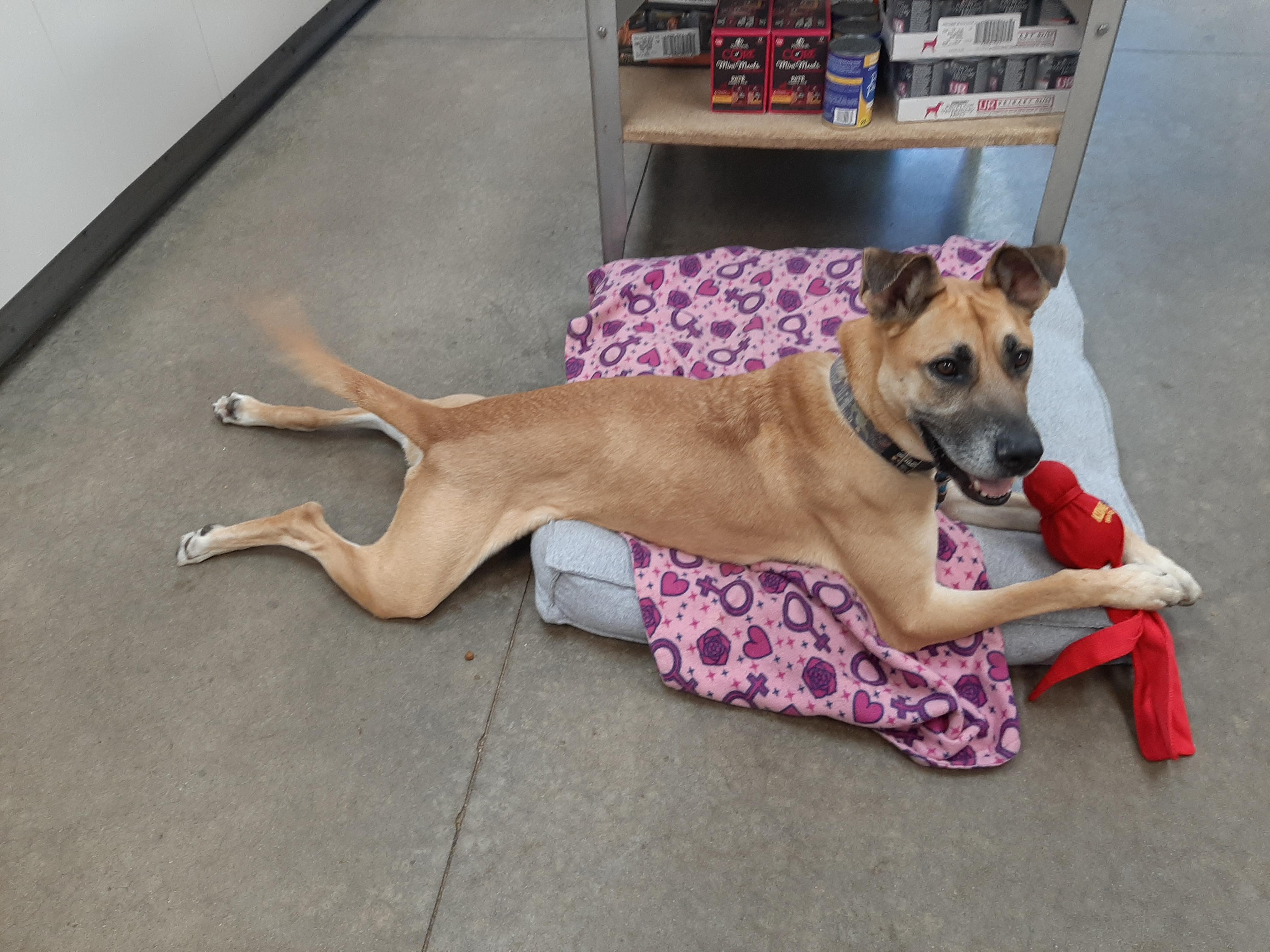 Enlarge Spyke, an adoptable mixed breed in Lake Odessa, MI image 4/4