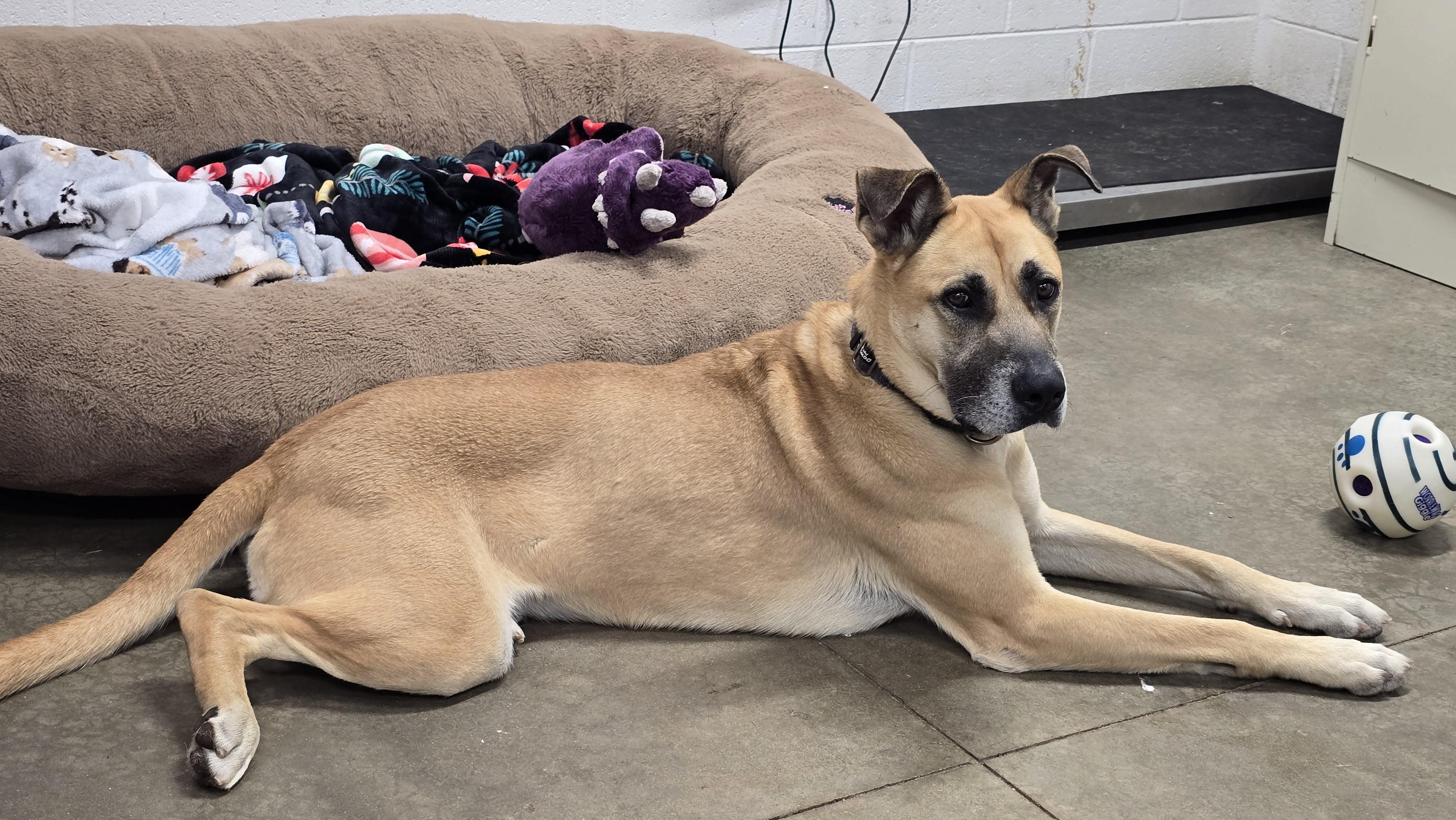 Spyke, an adoptable mixed breed in Lake Odessa, MI image 2/6