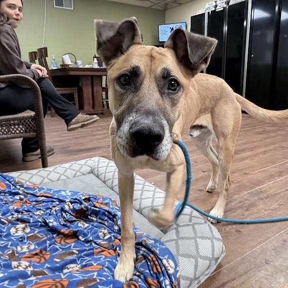 Enlarge Spyke, an adoptable mixed breed in Lake Odessa, MI image 3/4