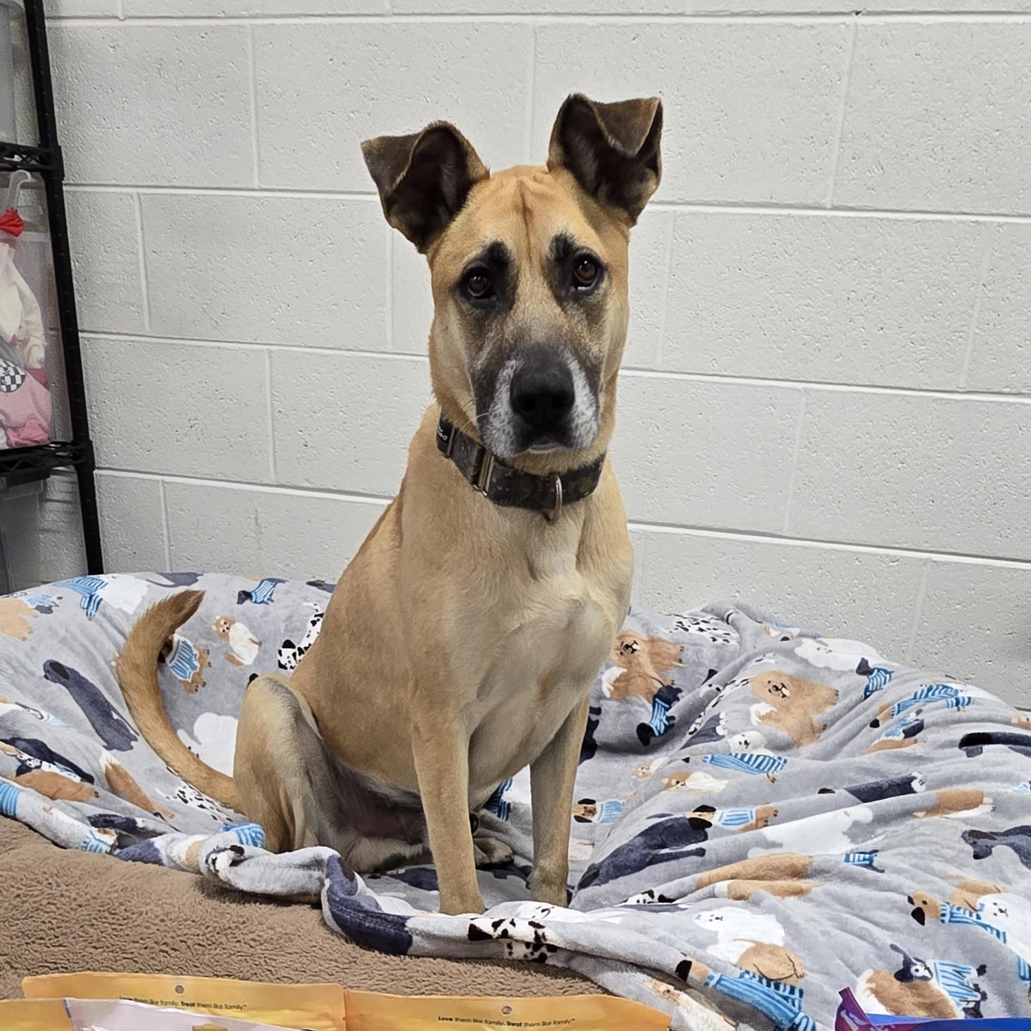 Spyke, an adoptable mixed breed in Lake Odessa, MI image 1/6