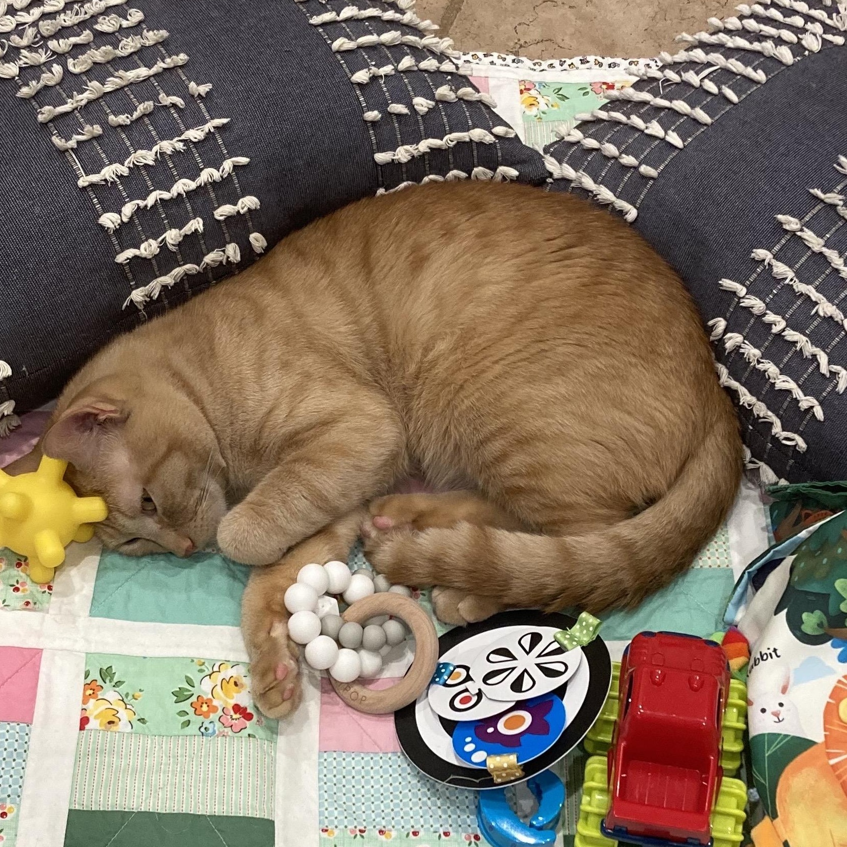 Cheeto, a Adoptable Domestic Short Hair in Colonia, NJ image 4/4