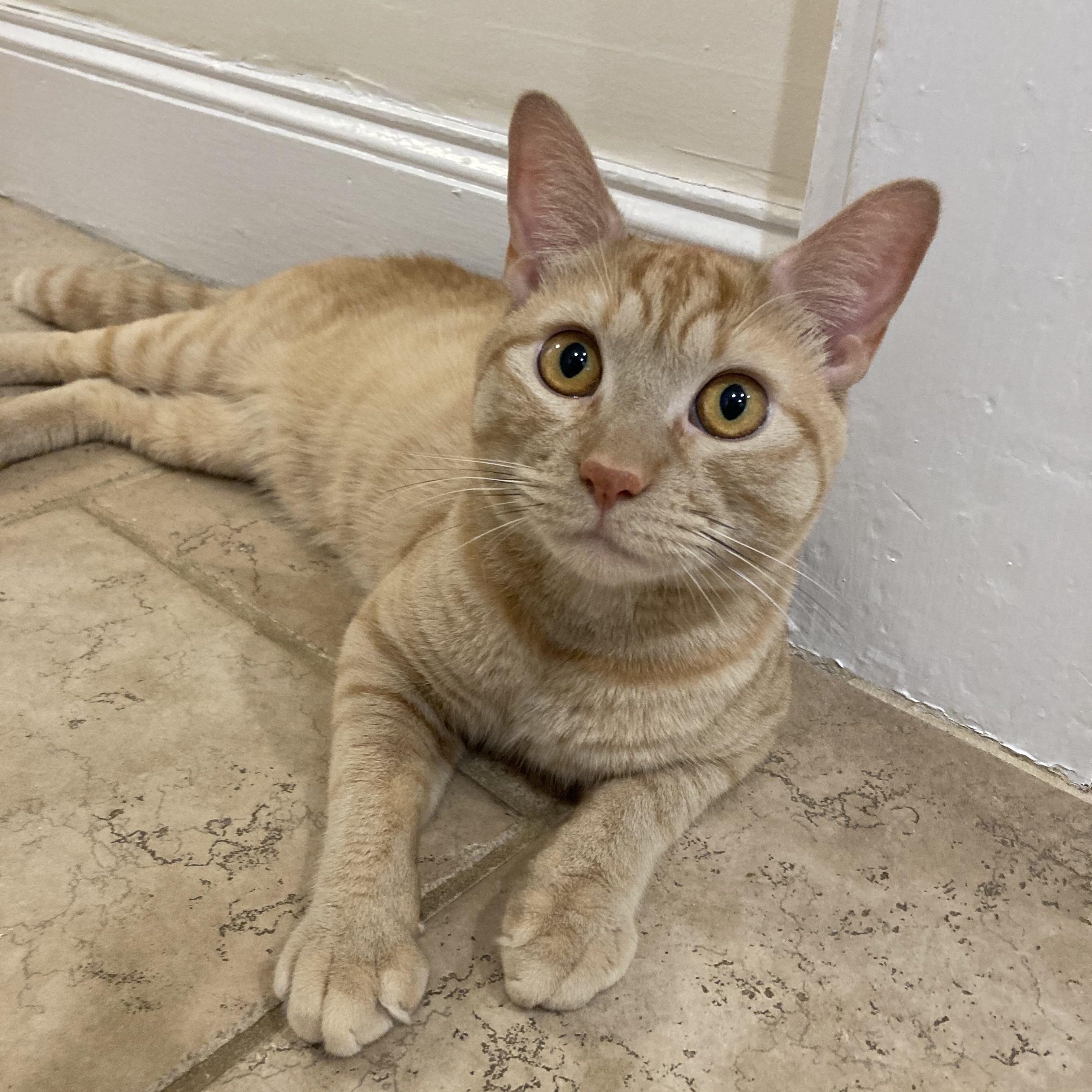 Cheeto, a Adoptable Domestic Short Hair in Colonia, NJ image 1/4