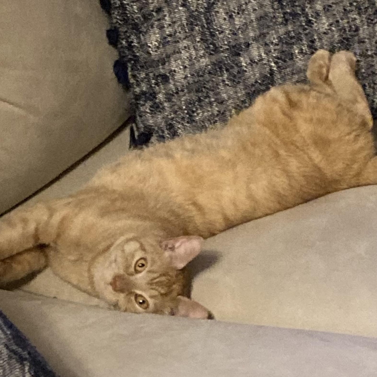 Cheeto, a Adoptable Domestic Short Hair in Colonia, NJ image 2/4