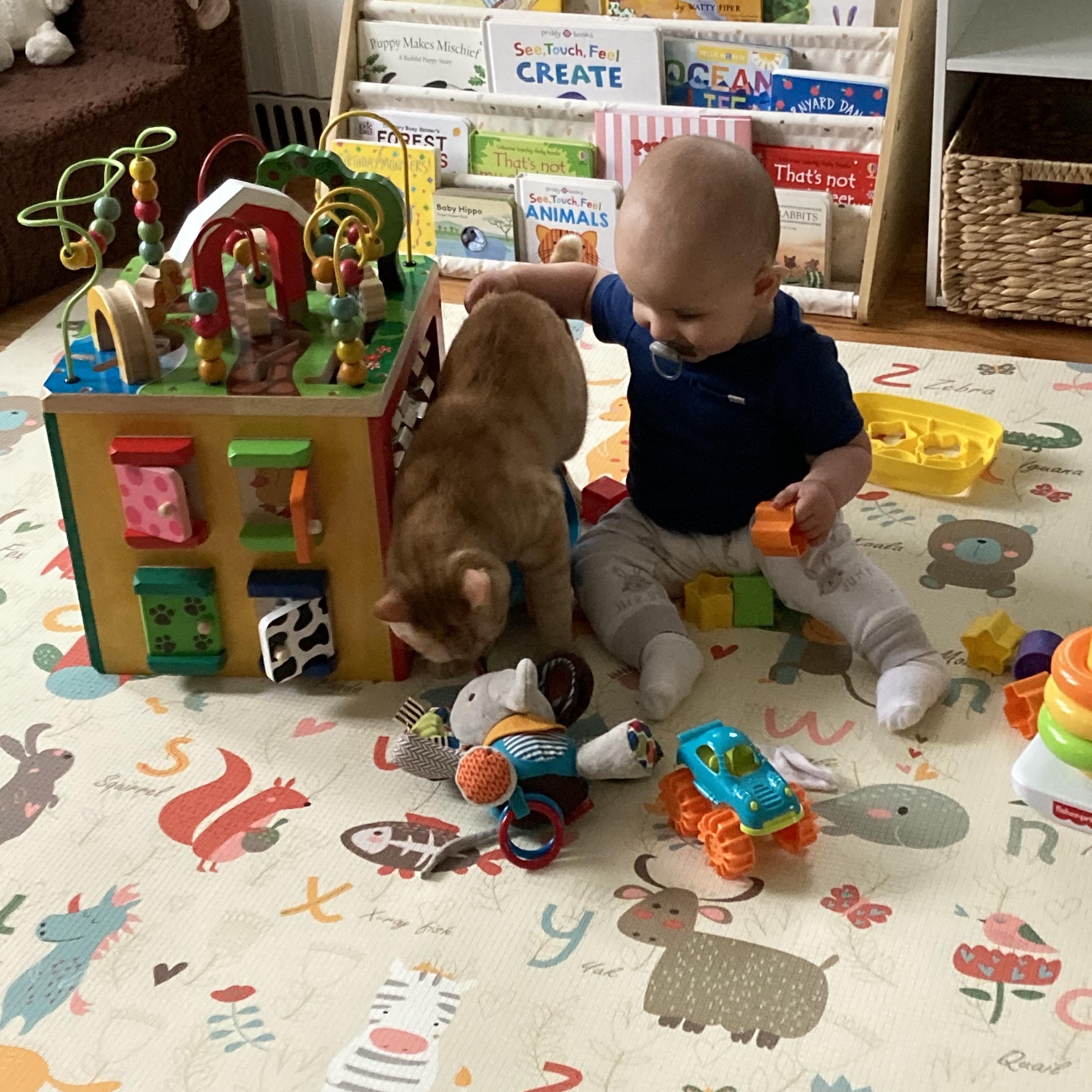 Cheeto, a Adoptable Domestic Short Hair in Colonia, NJ image 3/4