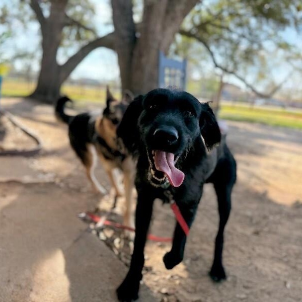 Jet Jethro Black Tie Bestie — thumbnail 2