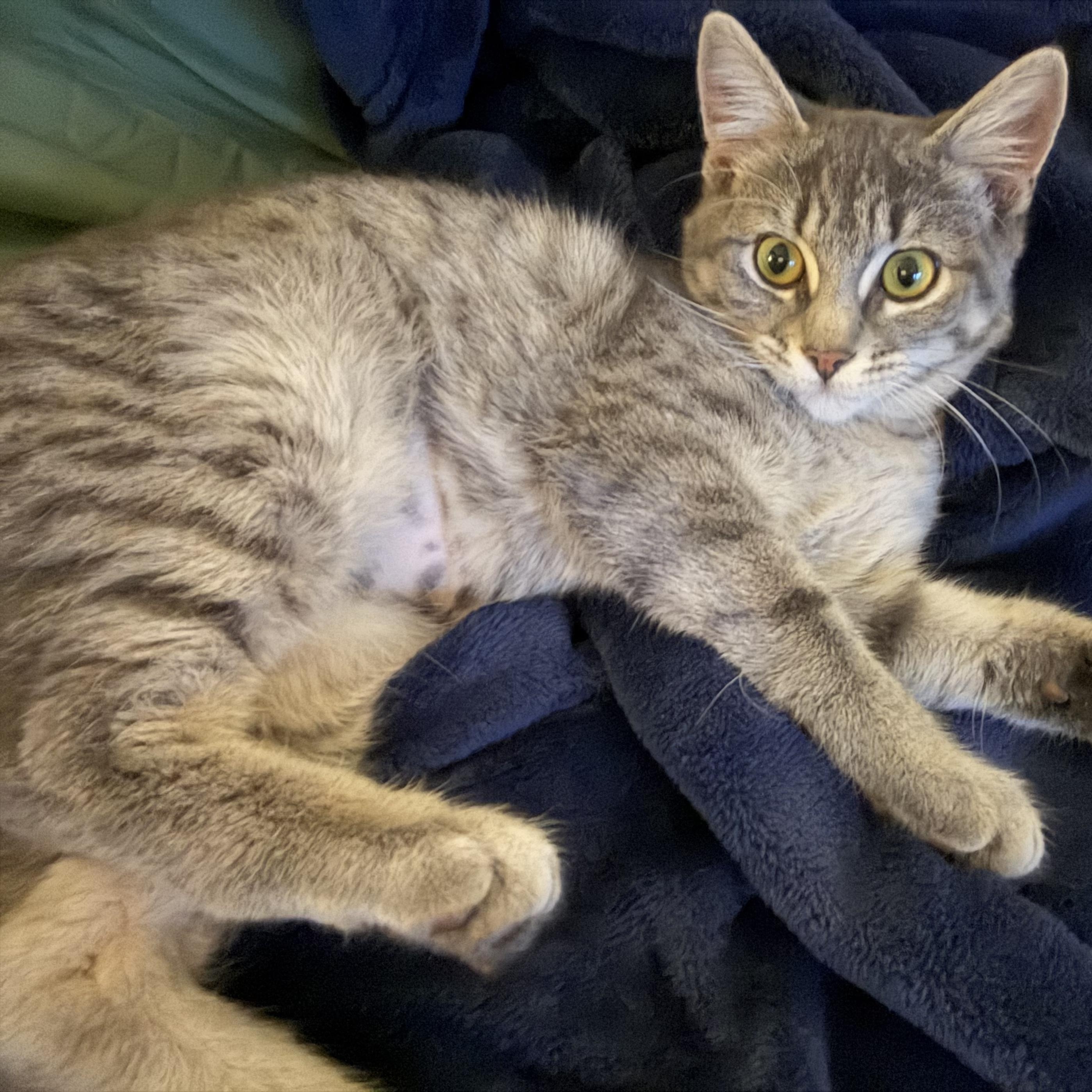 Imp, Adopted, Kitten Female Domestic Short Hair.