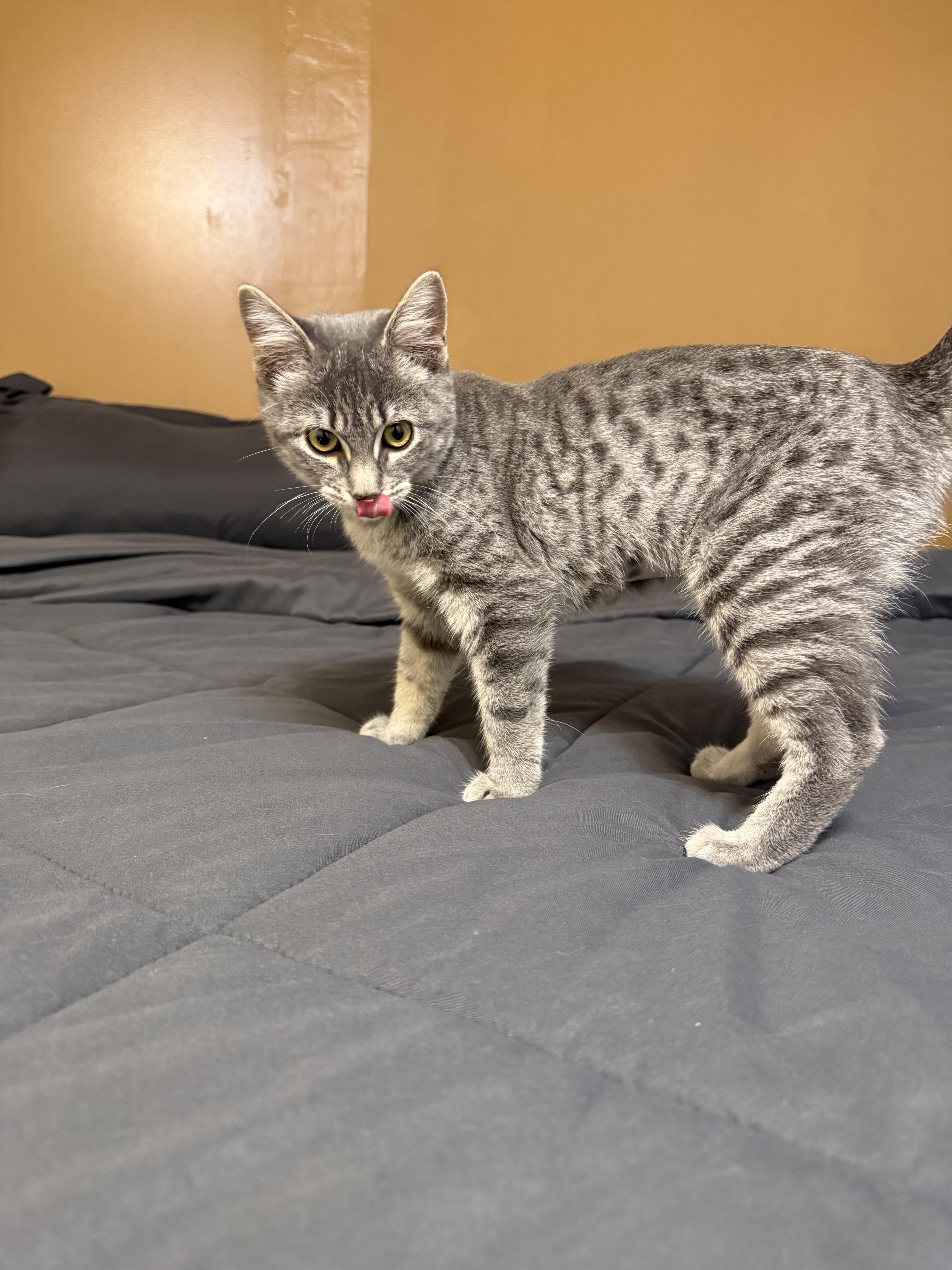 Enlarge Imp, a Adopted Domestic Short Hair in Hudsonville, MI image 3/4