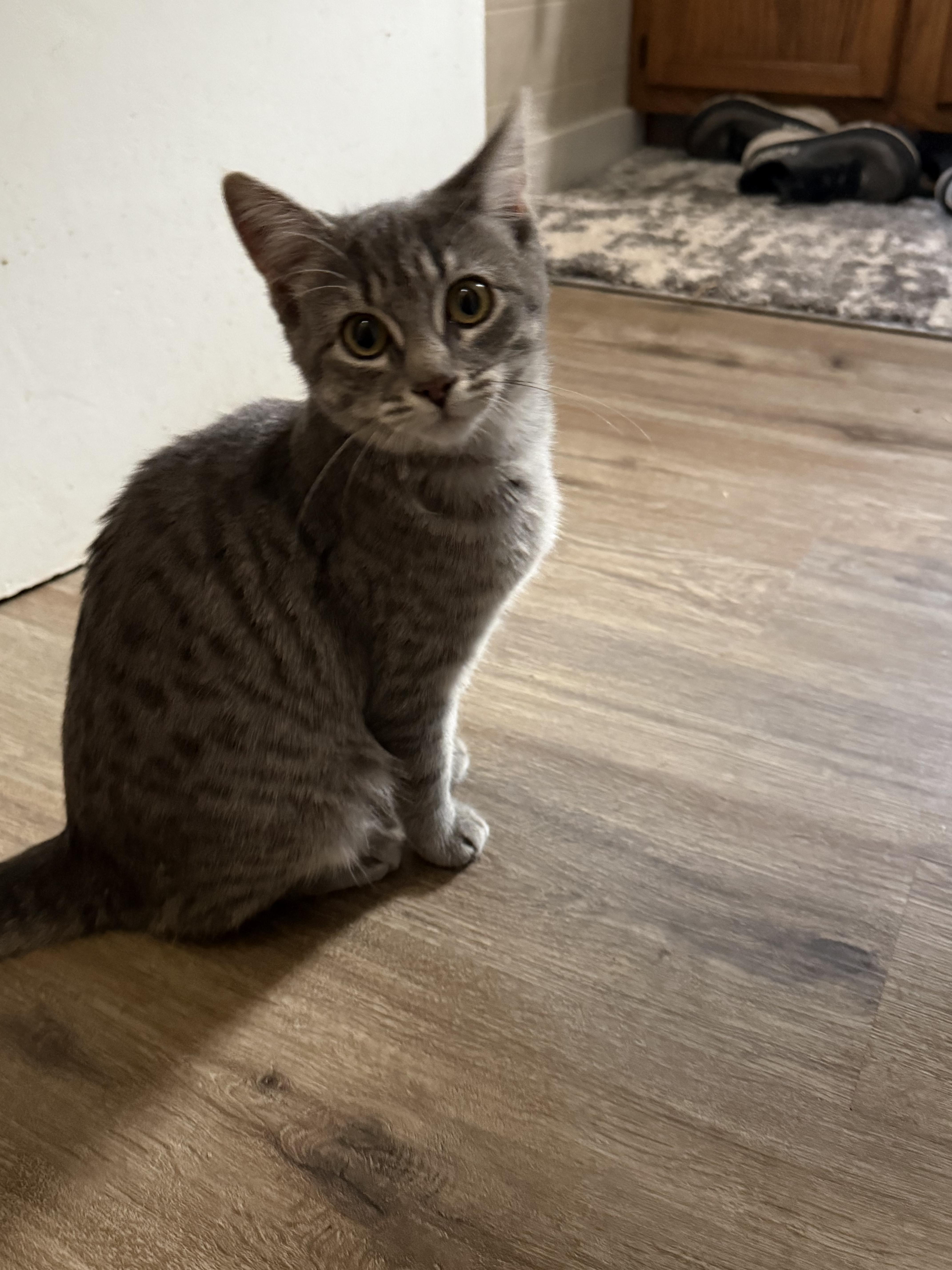 Enlarge Imp, a Adopted Domestic Short Hair in Hudsonville, MI image 4/4
