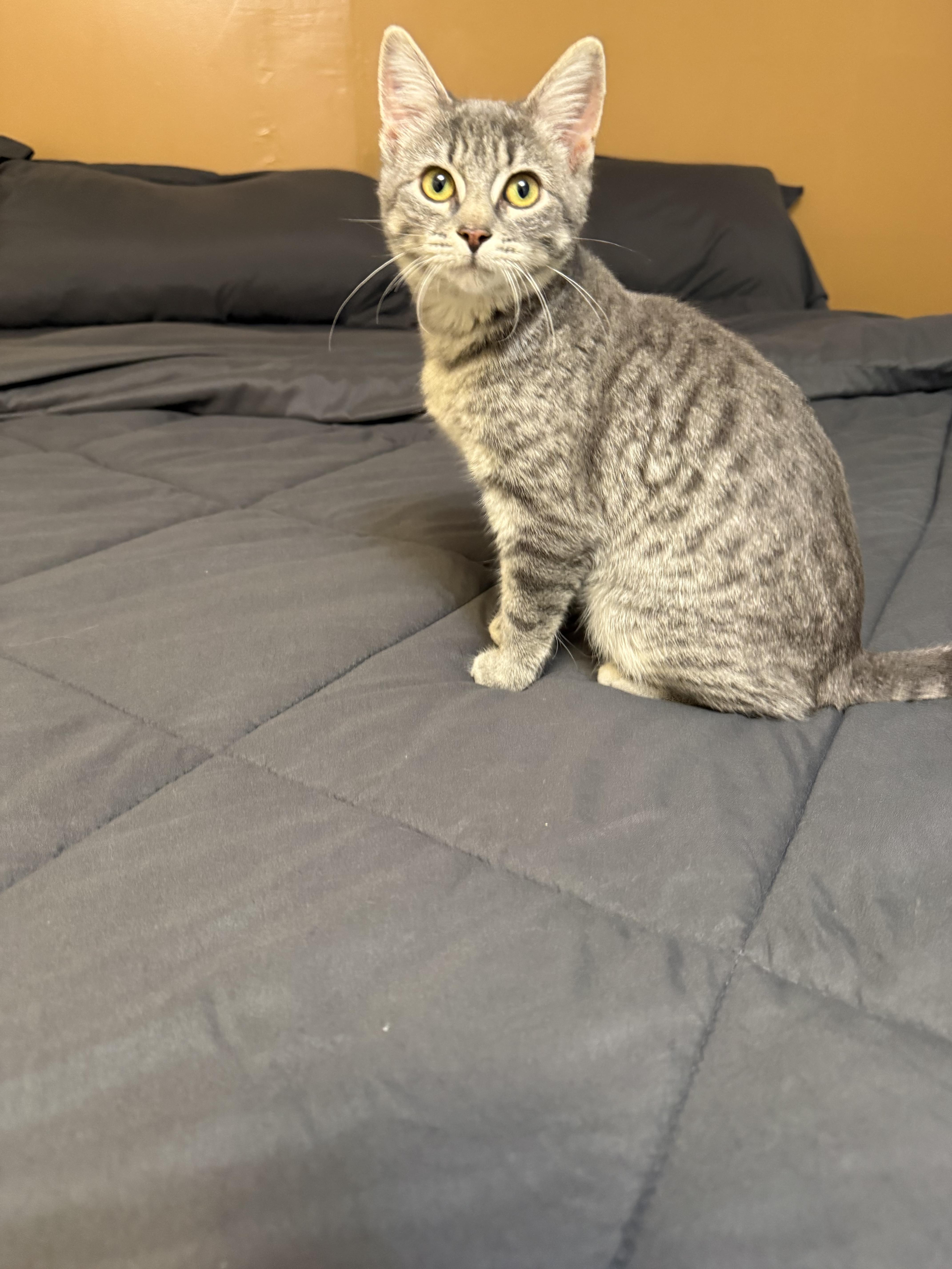 Enlarge Imp, a Adopted Domestic Short Hair in Hudsonville, MI image 2/4