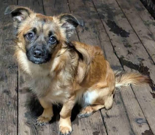 Rusty, an adoptable Papillon in Oakland, CA, 94607 | Photo Image 2