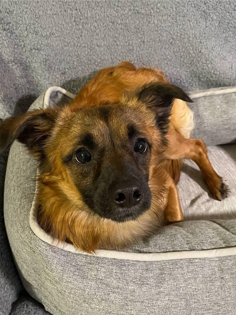 Rusty, an adoptable Papillon in Oakland, CA, 94607 | Photo Image 4