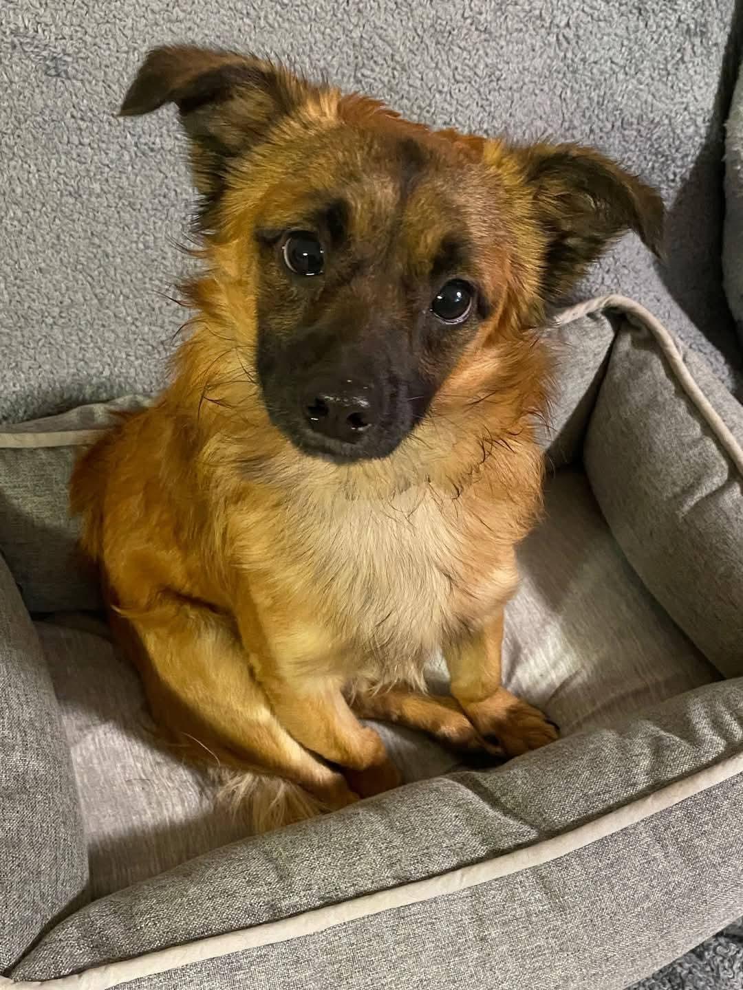 Rusty, an adoptable Papillon in Oakland, CA, 94607 | Photo Image 6