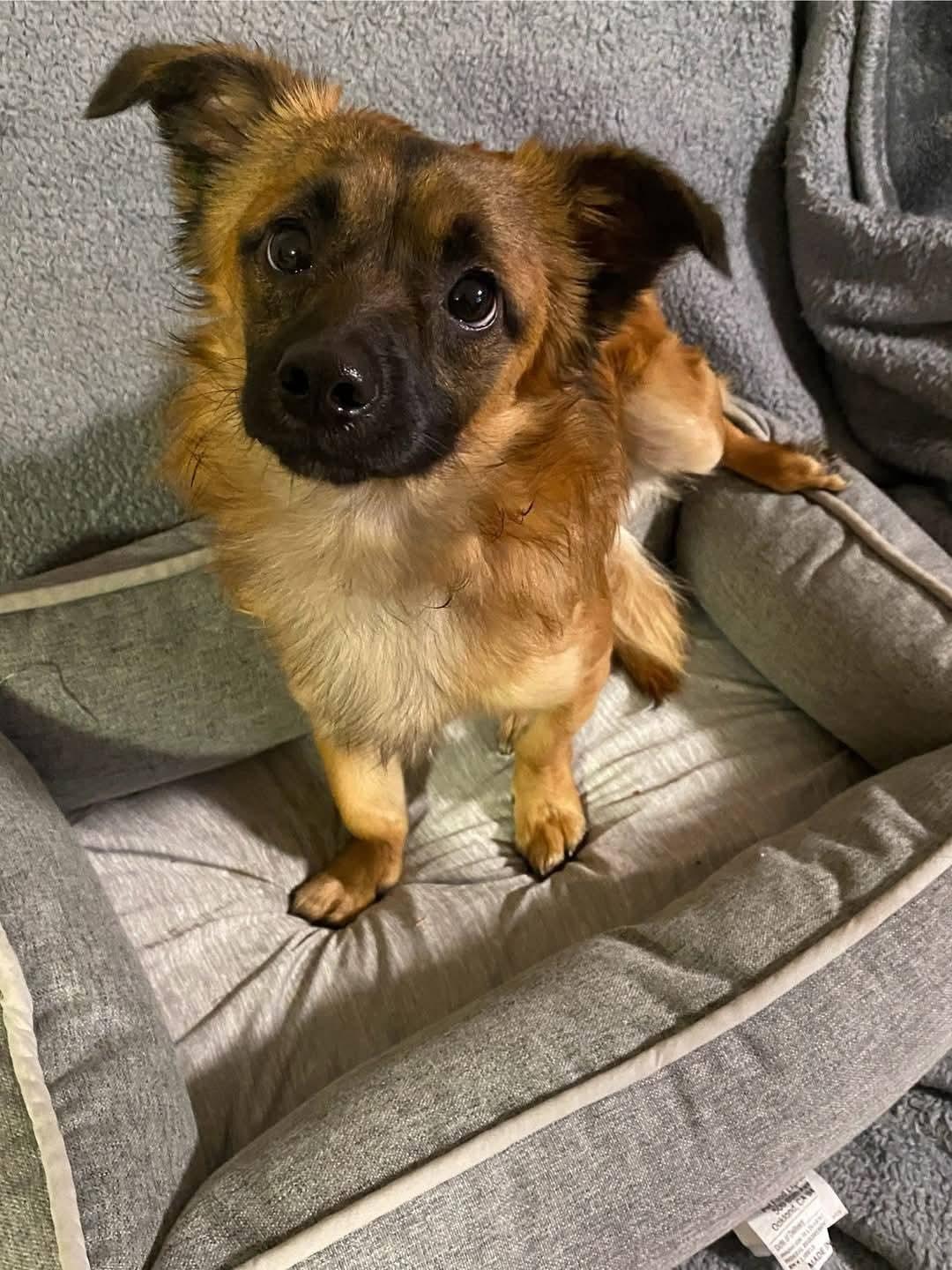 Rusty, an adoptable Papillon in Oakland, CA, 94607 | Photo Image 5