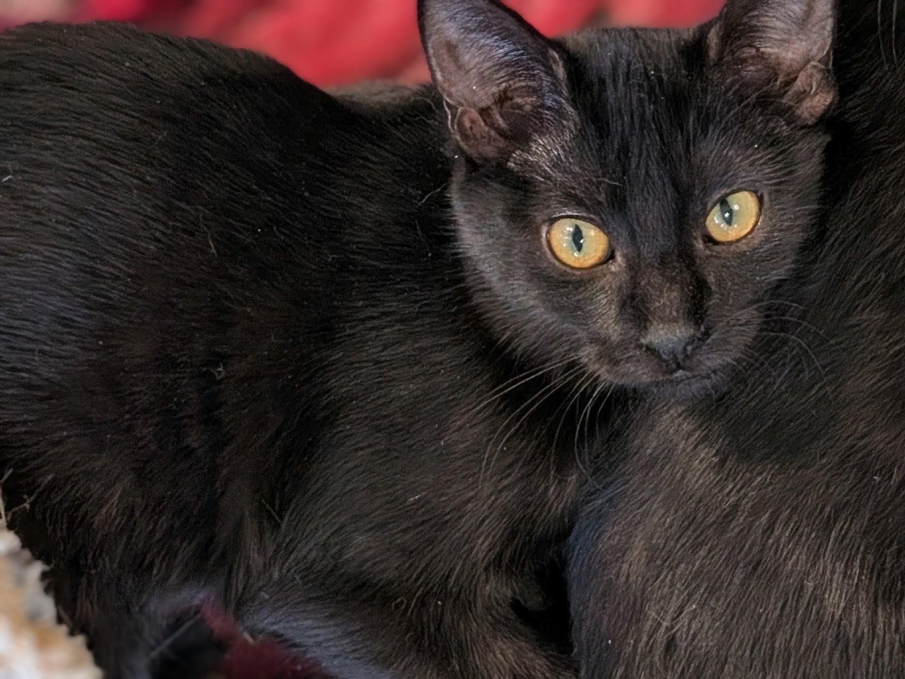 Enlarge Paloma, a Adoptable Domestic Short Hair in Johnsburg, IL image 3/4