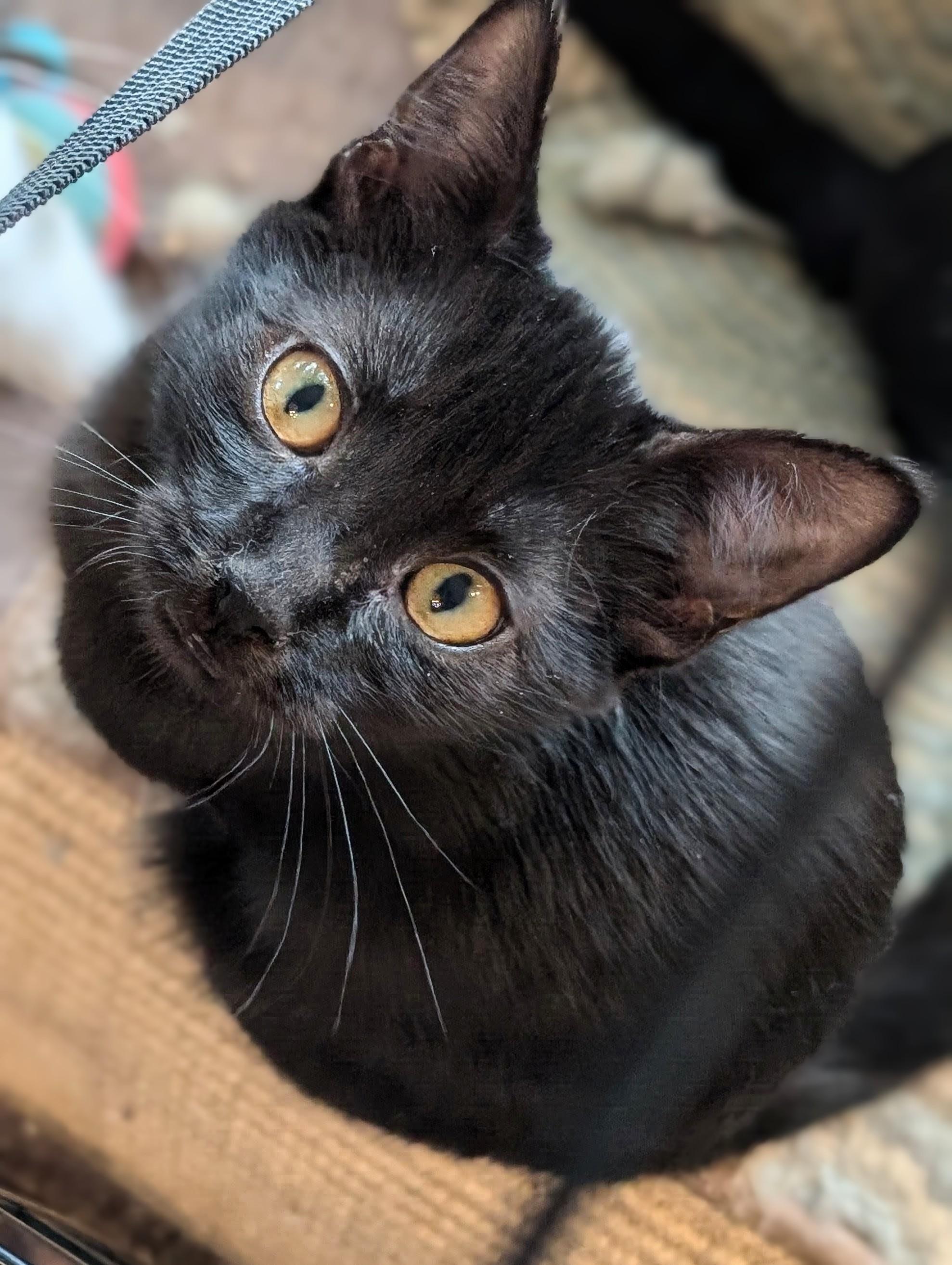 Enlarge Paloma, a Adoptable Domestic Short Hair in Johnsburg, IL image 4/4