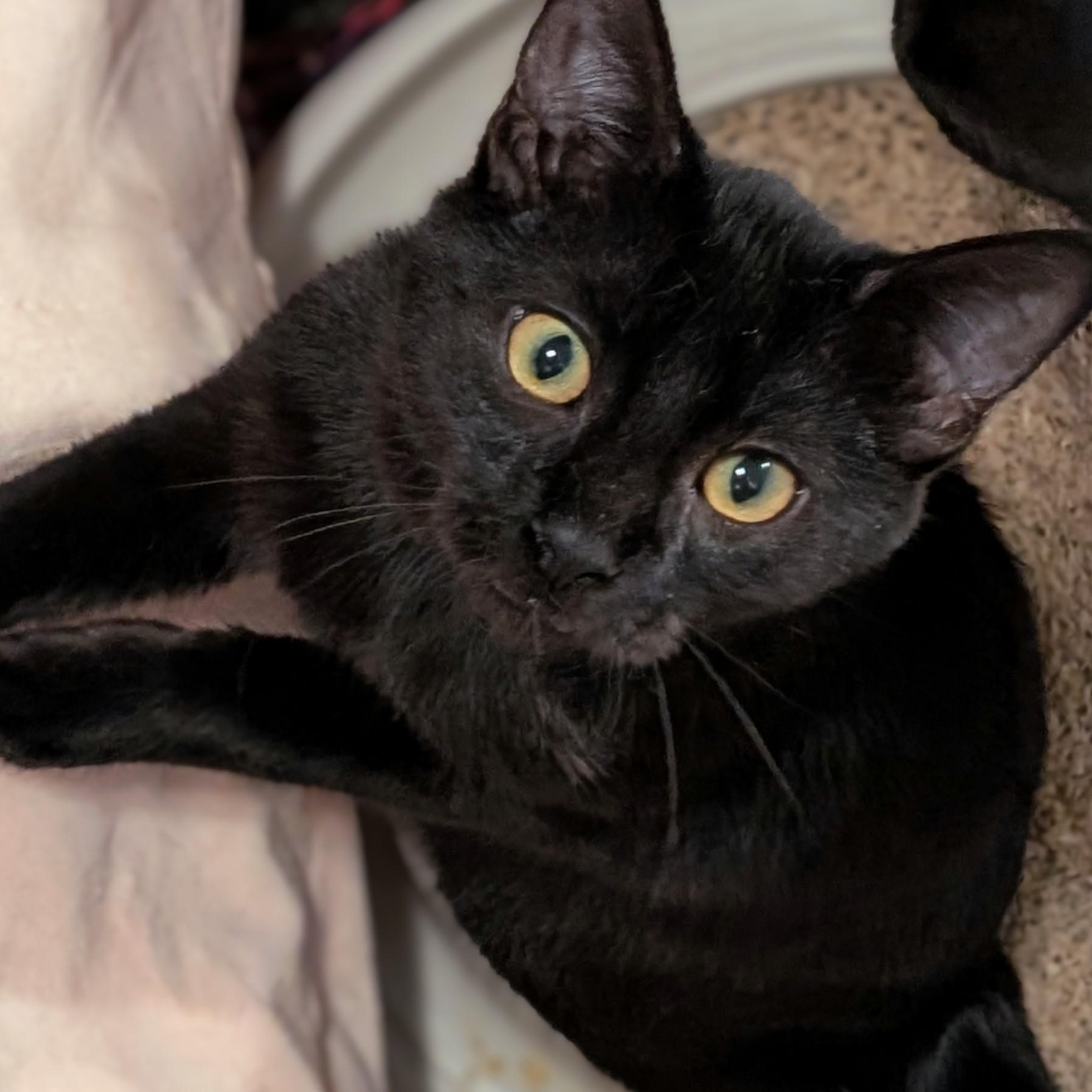 Paloma, Adoptable, Kitten Female Domestic Short Hair.