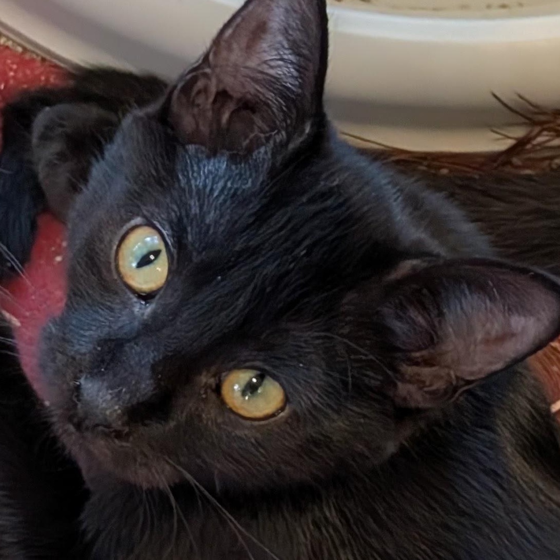 Enlarge Paloma, a Adoptable Domestic Short Hair in Johnsburg, IL image 2/4