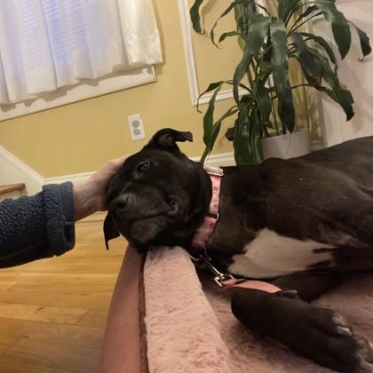 Enlarge Pepper, a Adoptable mixed breed in Wantagh, NY image 1/3