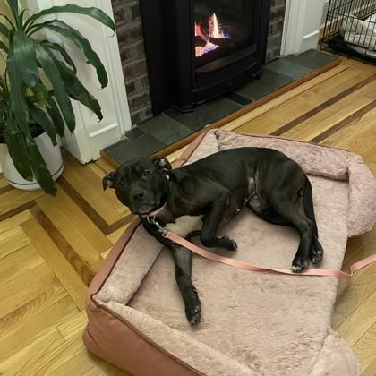 Enlarge Pepper, a Adoptable mixed breed in Wantagh, NY image 3/3