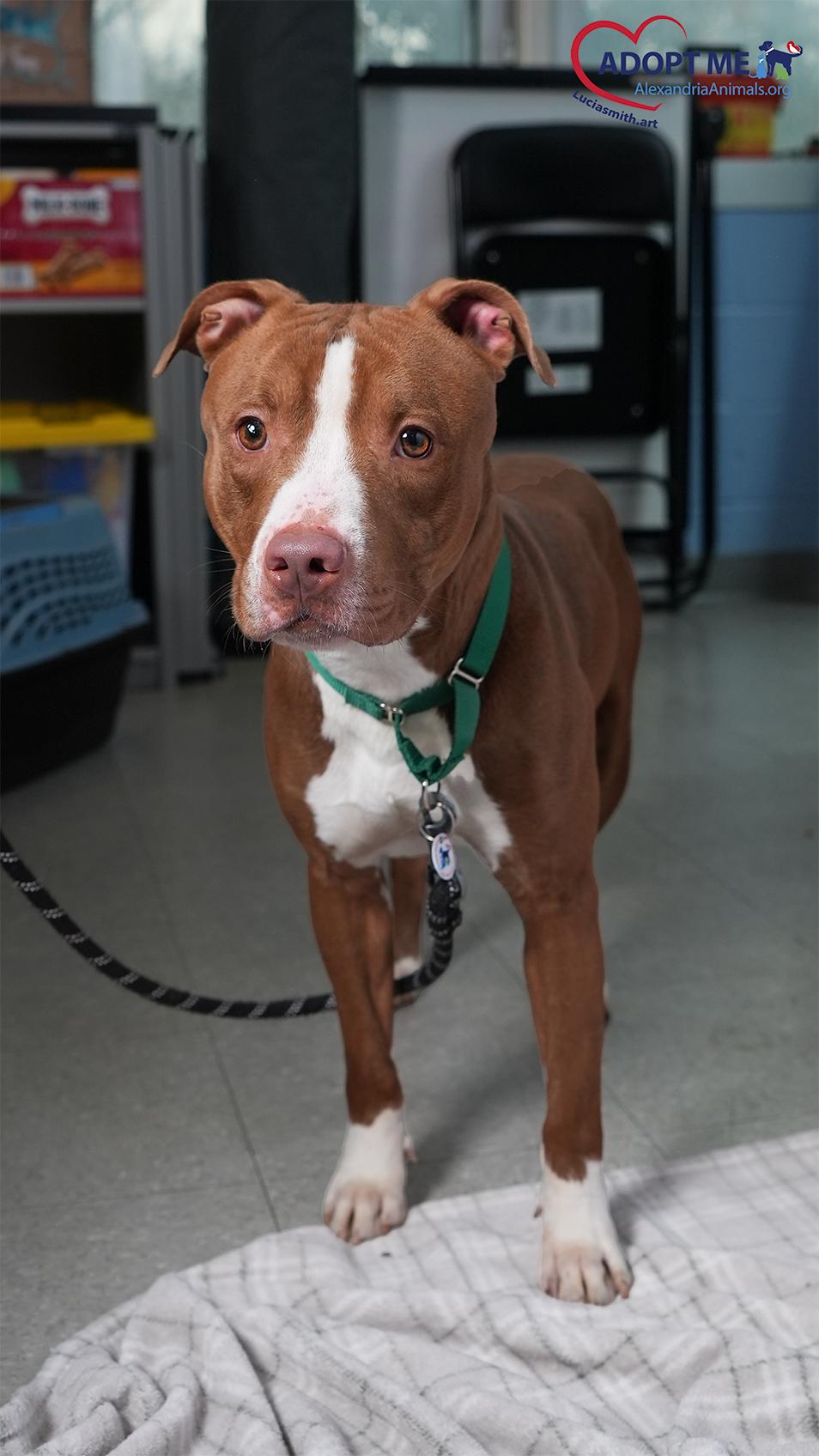 Enlarge Inu, a Adoptable Mixed Breed in Alexandria, VA image 2/2